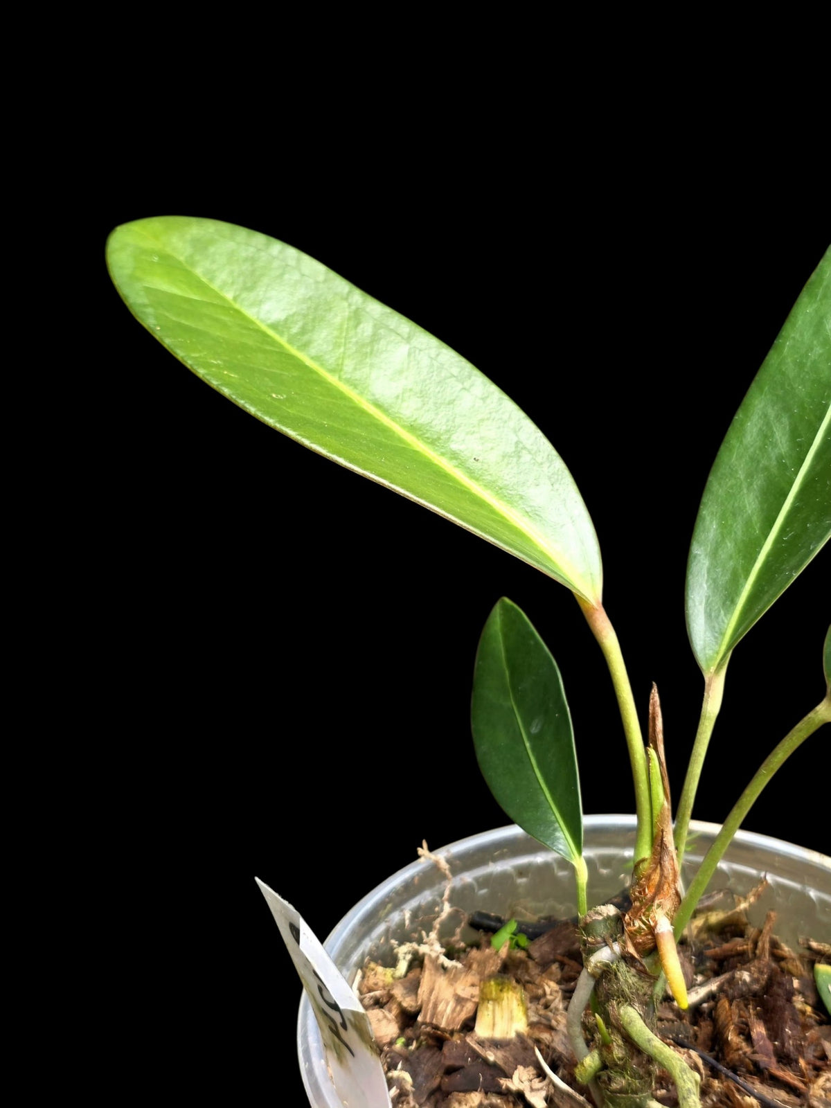 Anthurium sp. 'El Pongo' (EXACT PLANT)