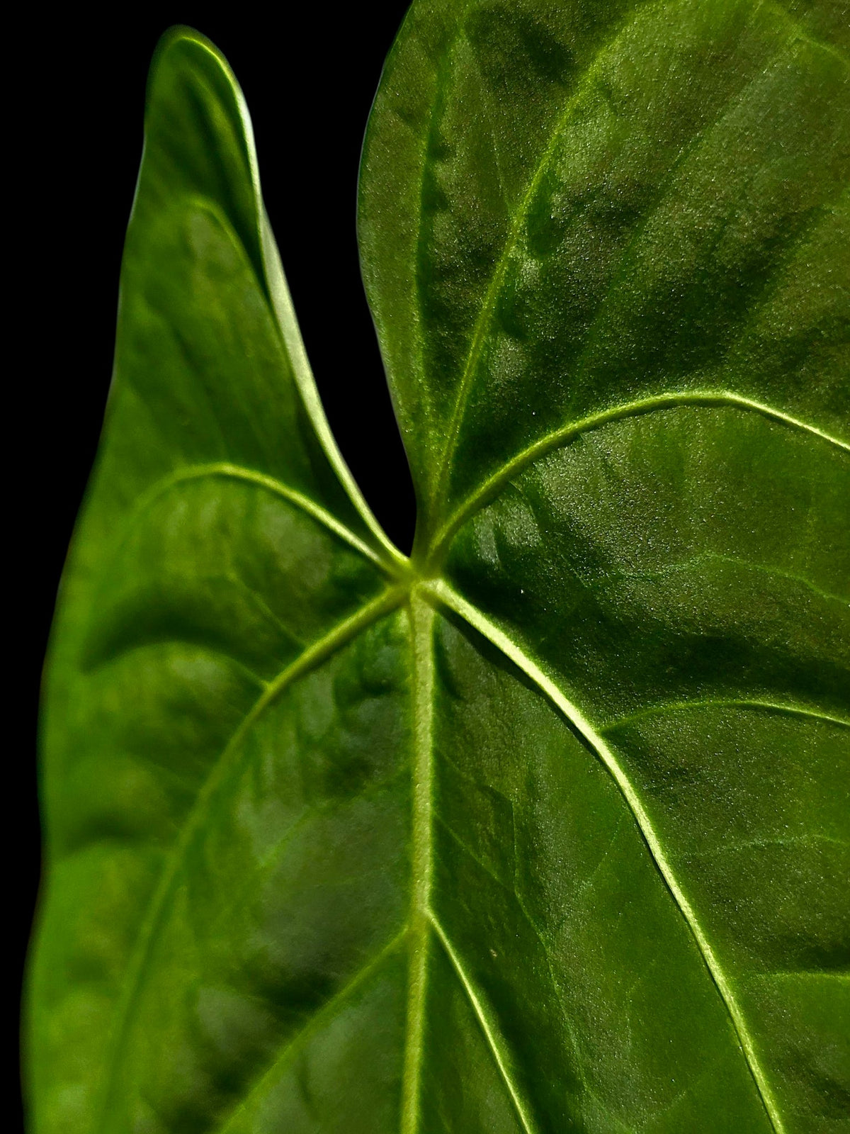 Anthurium sp. 'Tarapoto Velvet' Special Phenotype (EXACT PLANT)