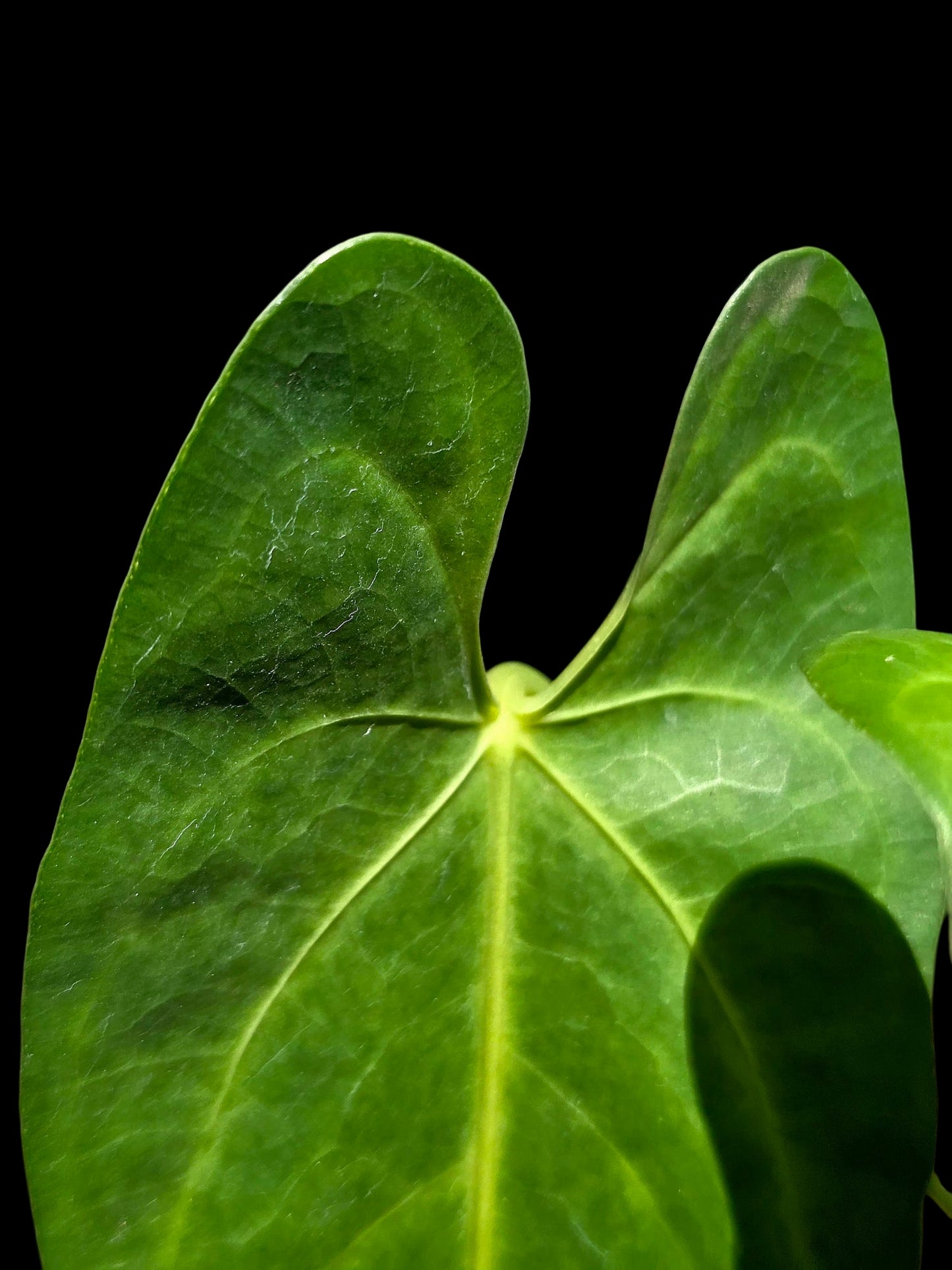Anthurium sp. 'Verdesino' Wild Ecotype (EXACT PLANT)