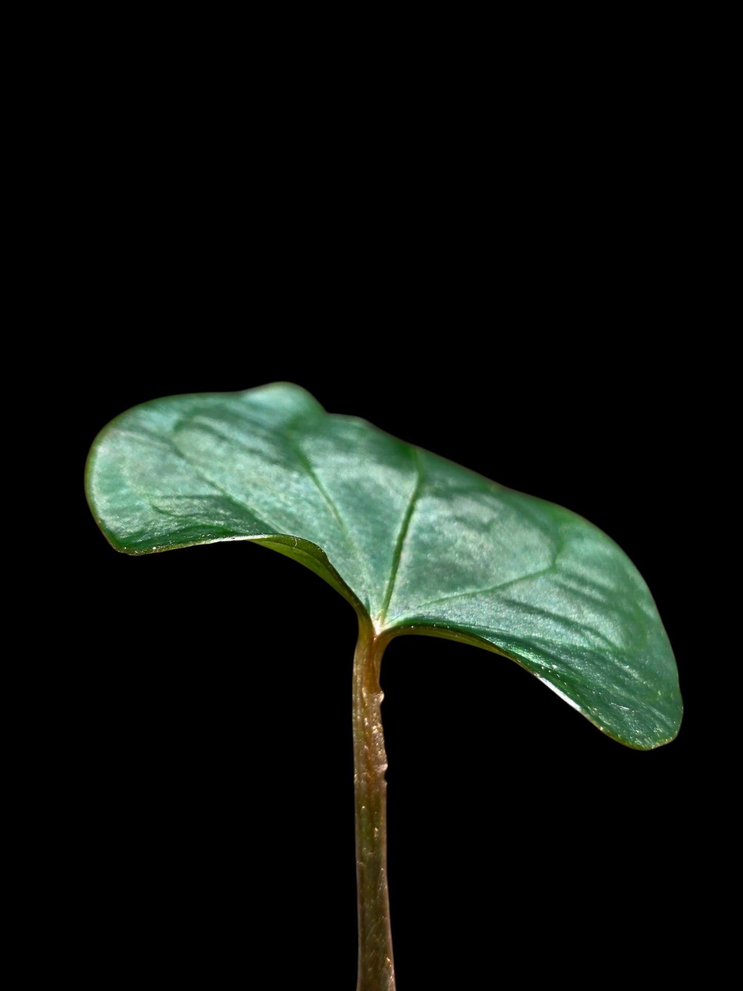 Anthurium sp. 'Huanuco Velvet' (EXACT PLANT)