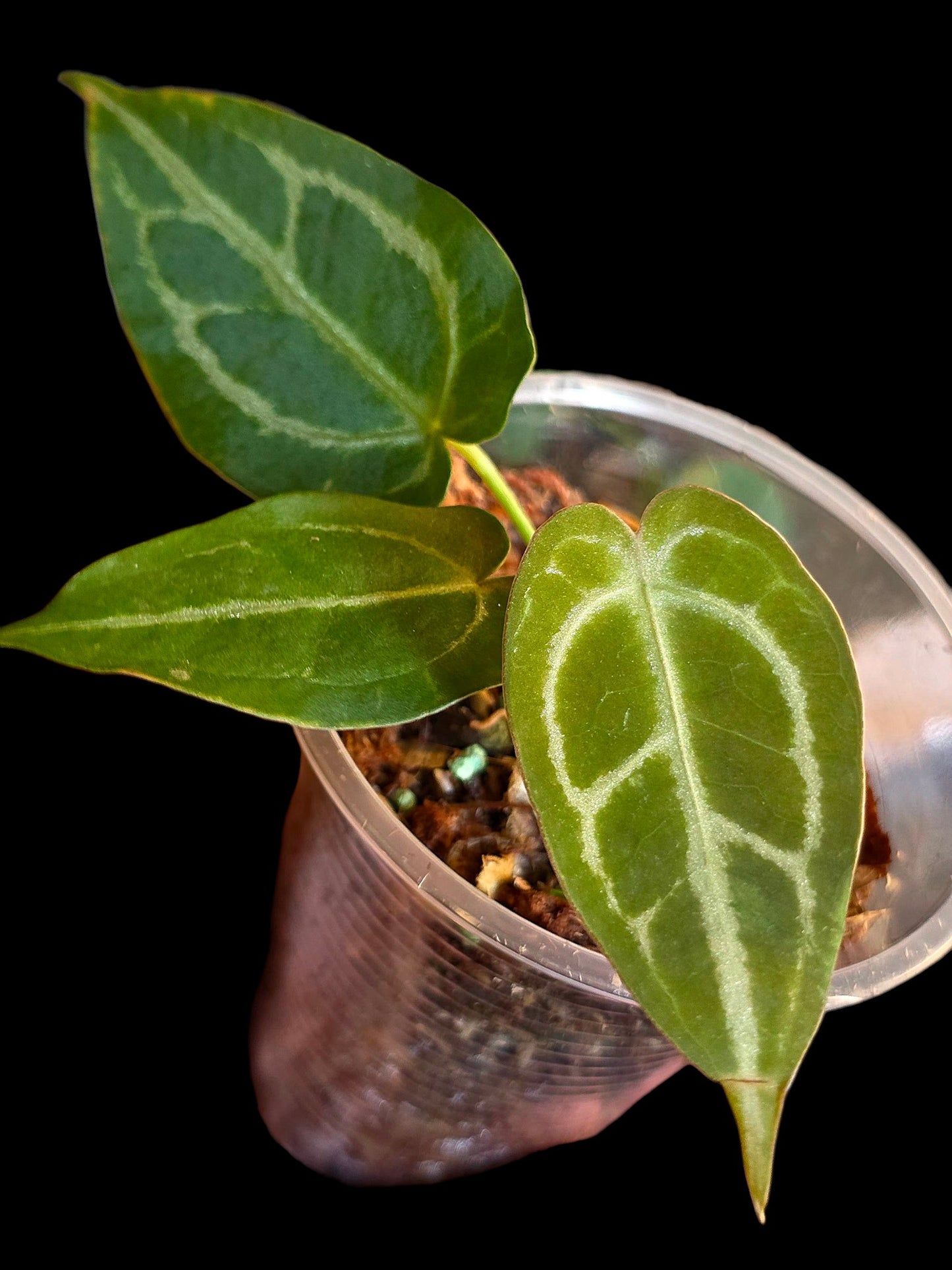 Anthurium Crystallinum X Forgetii (EXACT PLANT)