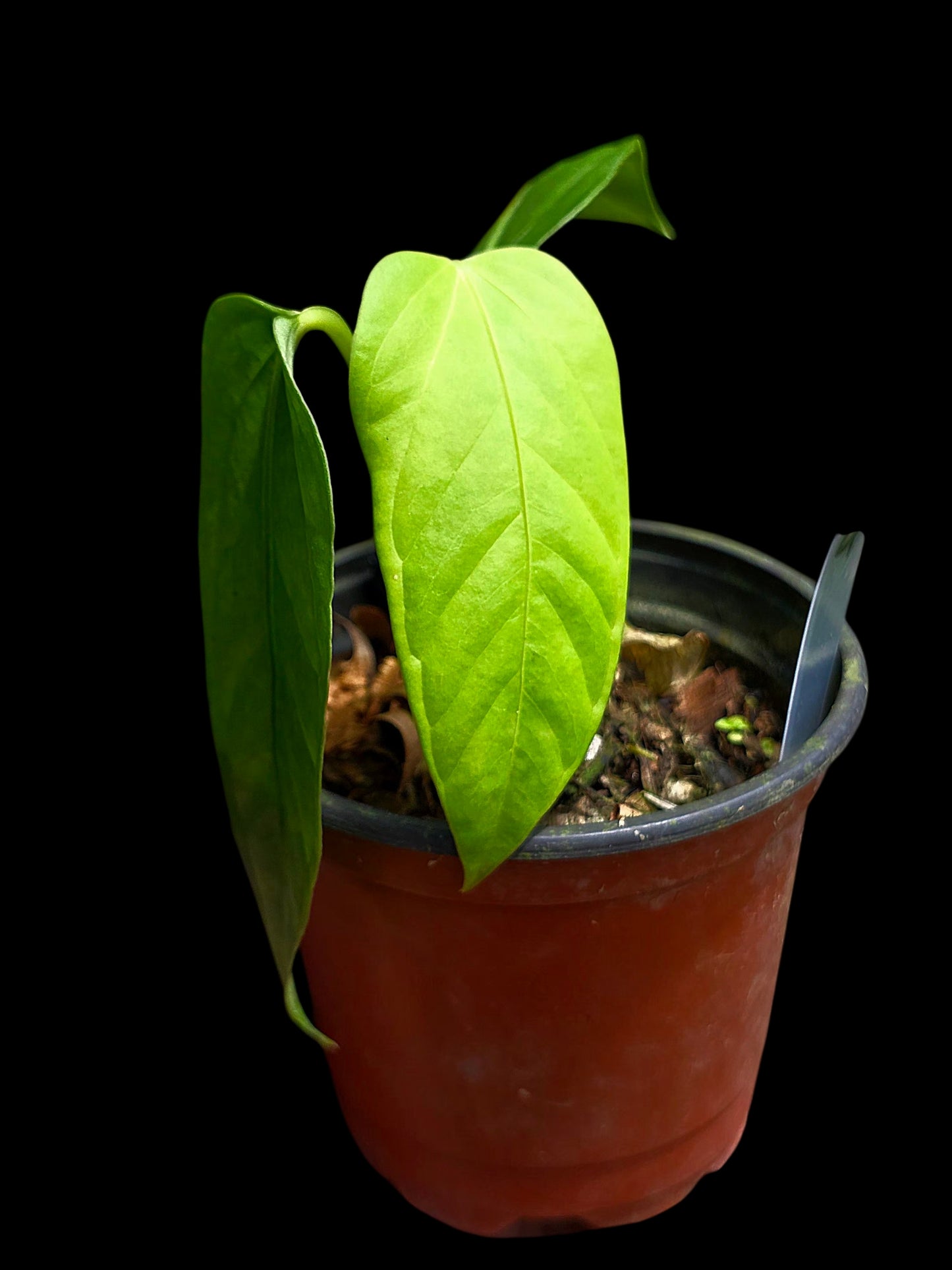 Anthurium sp. 'Cachiyacu Velvet' Wild Ecotype (EXACT PLANT)