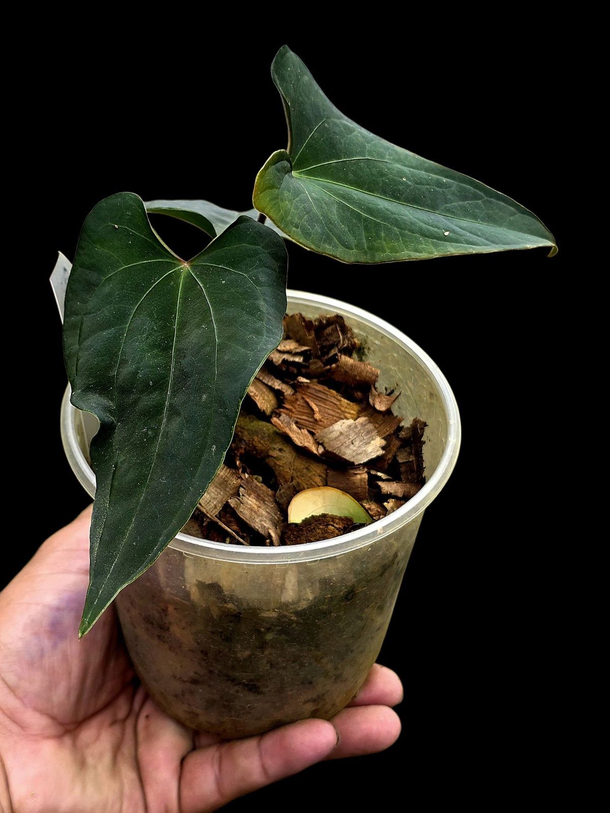 Anthurium sp. 'Huanuco Dark Velvet' Wild Ecotype (EXACT PLANT)