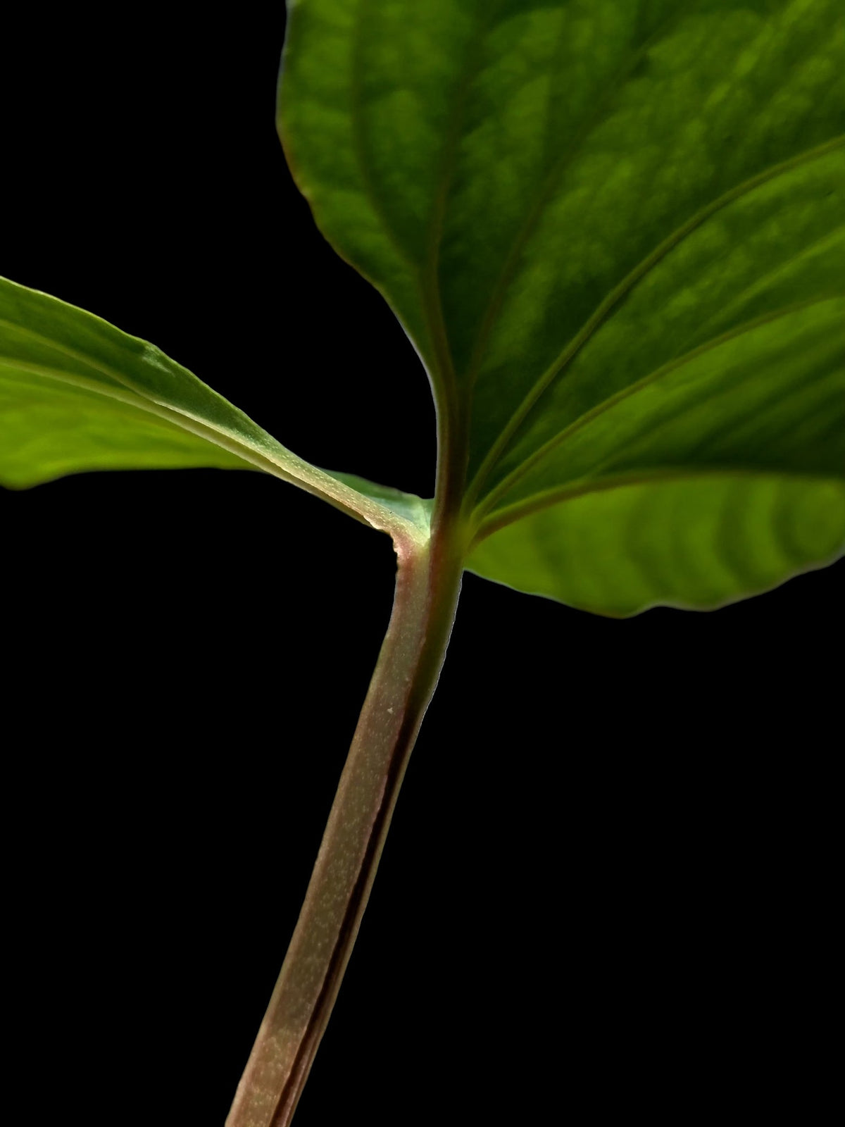 Anthurium sp. 'Kunayala Glow' Native to Panama (EXACT PLANT)