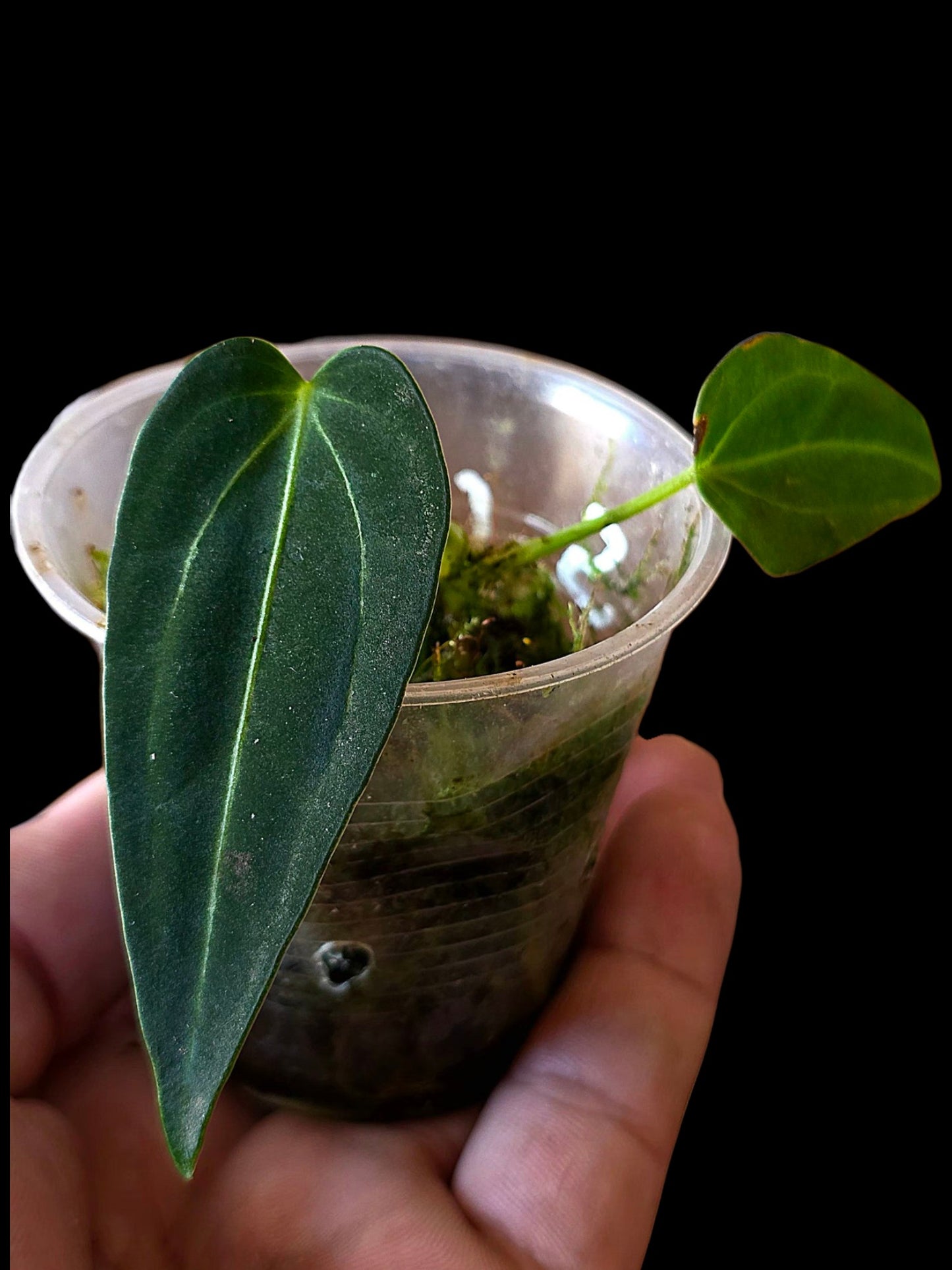 Anthurium Warocqueanum X Crystallinum (EXACT PLANT)