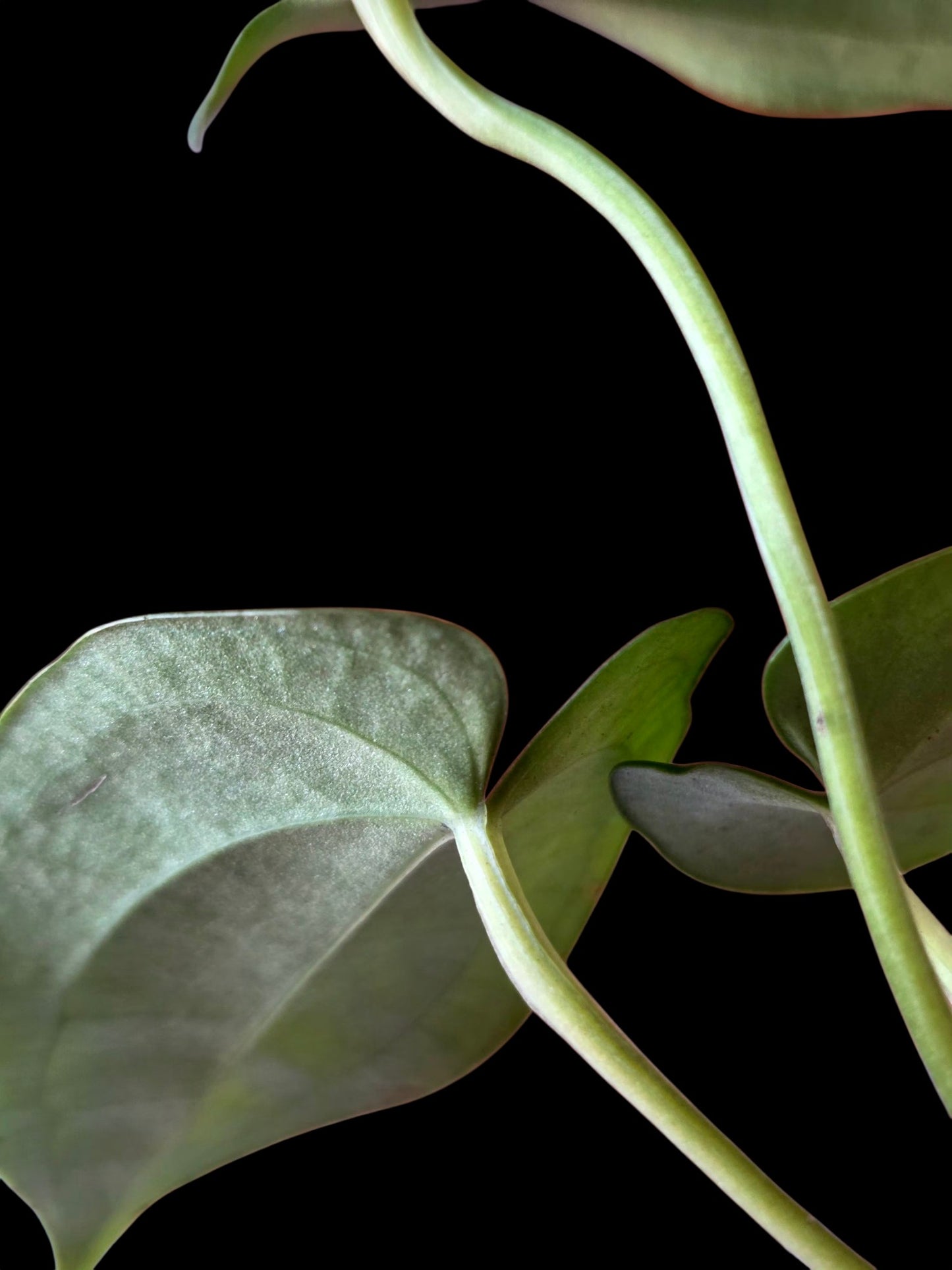 Anthurium Dressleri X Papillilaminum (EXACT PLANT)