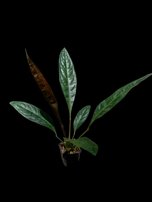 Anthurium Superbum subsp. Brentberlinii Croat (EXACT PLANT)