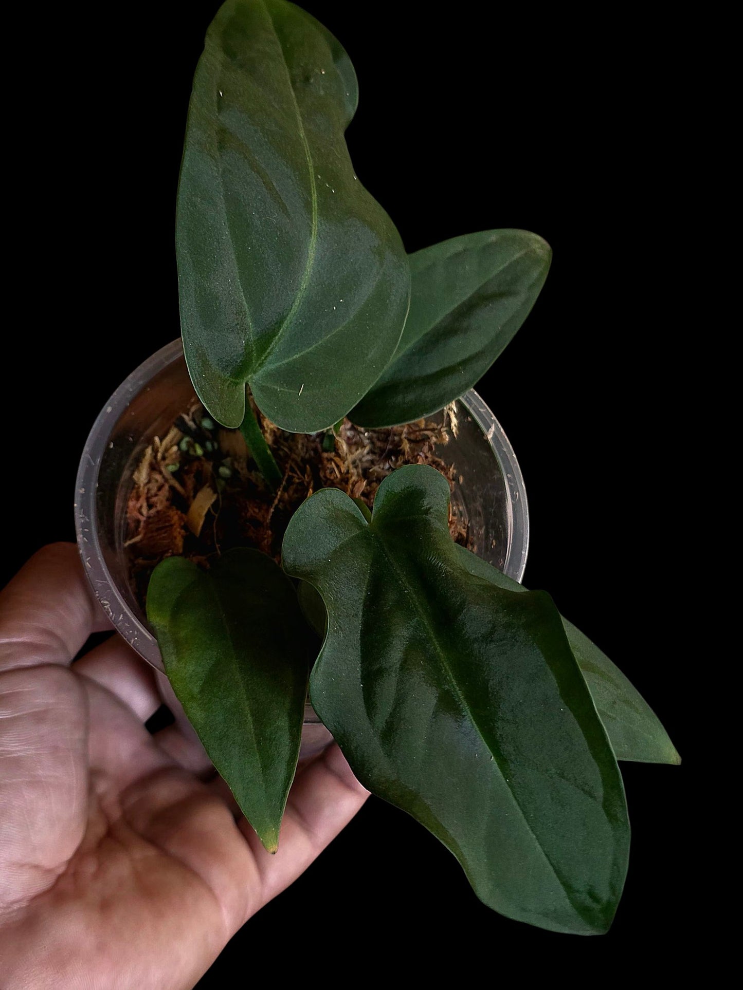Anthurium Pulcachense Dark (EXACT PLANT)