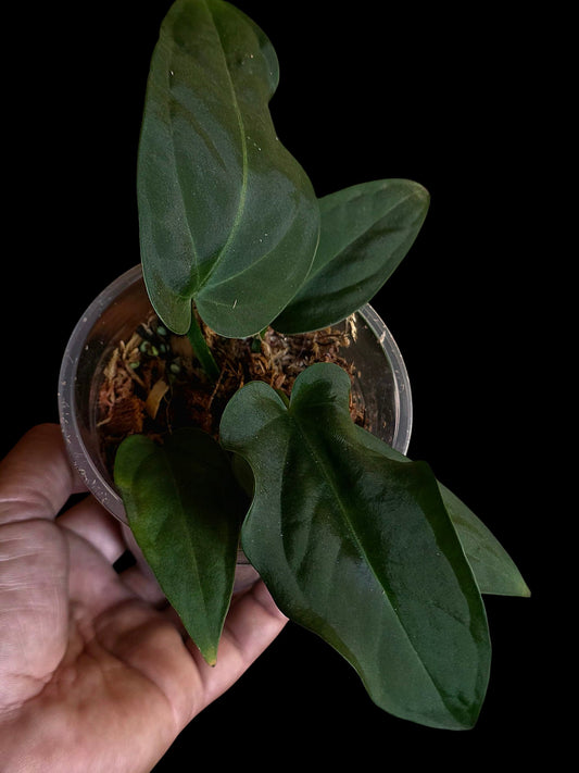 Anthurium Pulcachense Dark (EXACT PLANT)
