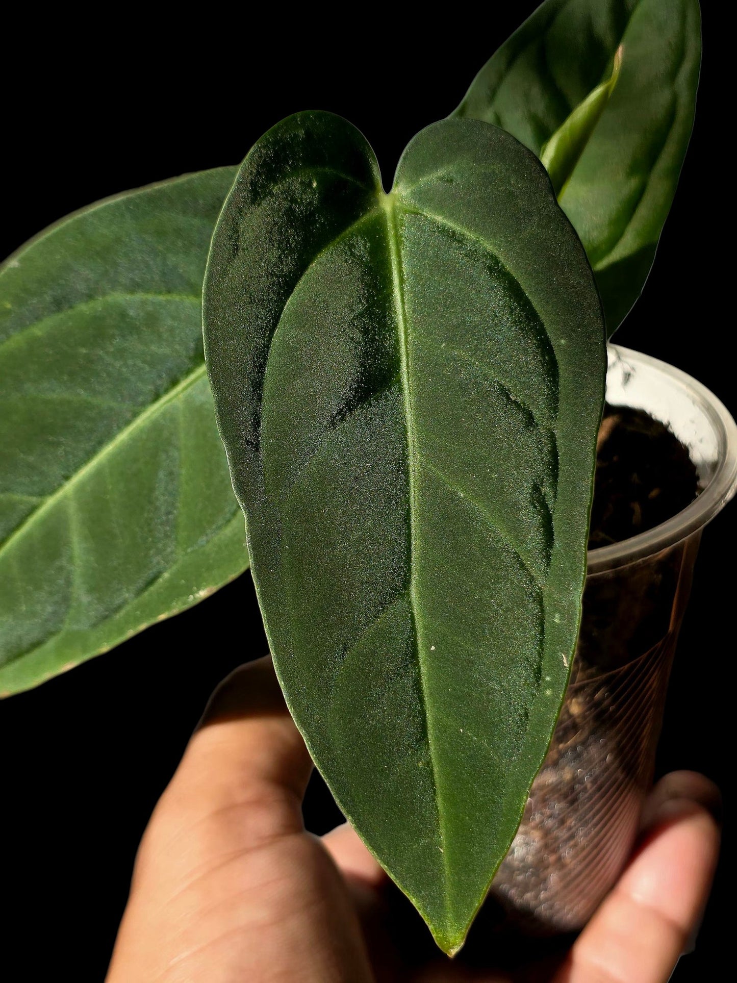 Anthurium Pulcachense Dark (EXACT PLANT)
