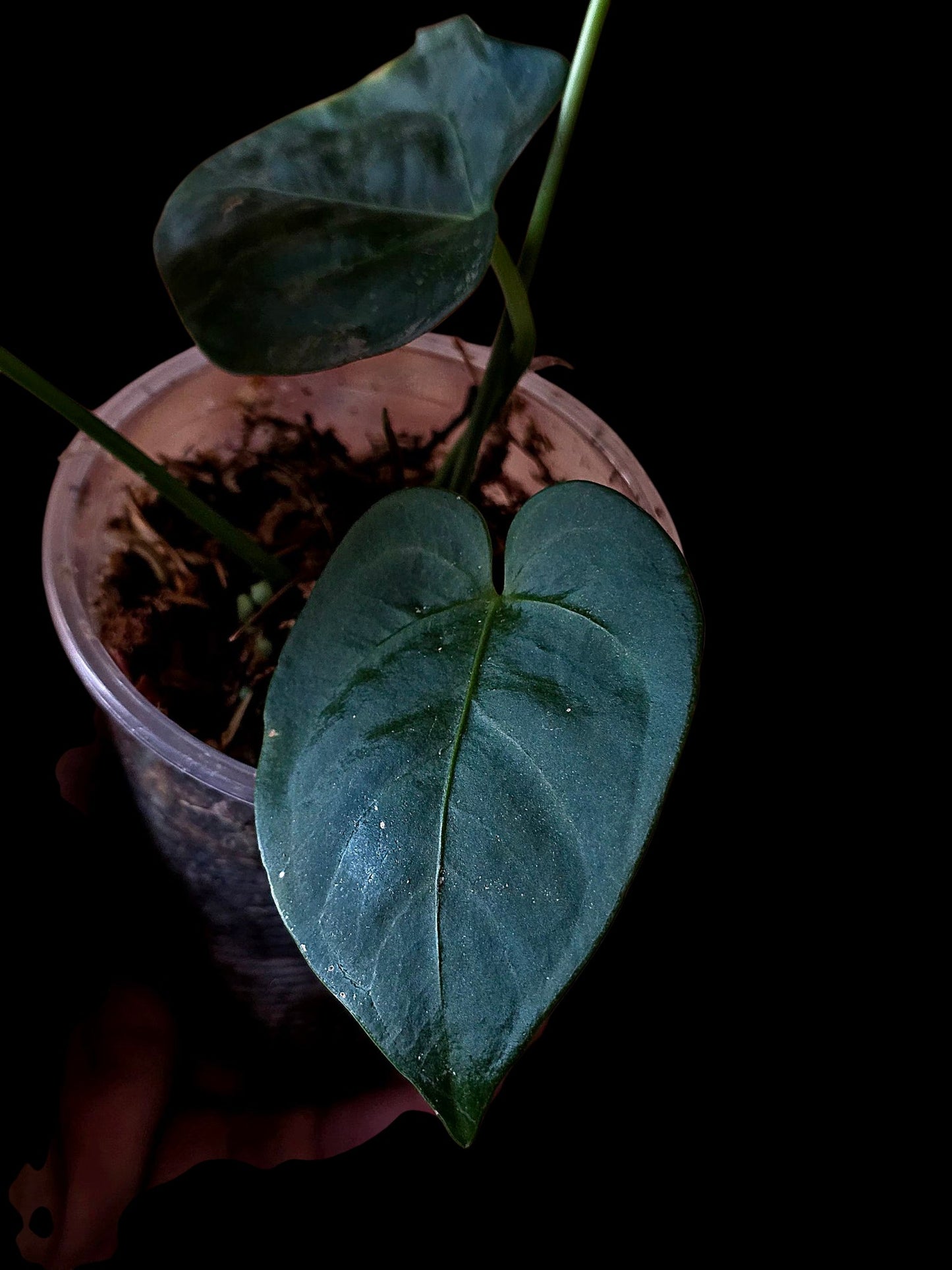 Anthurium sp. 'Peru Dark' (EXACT PLANT)