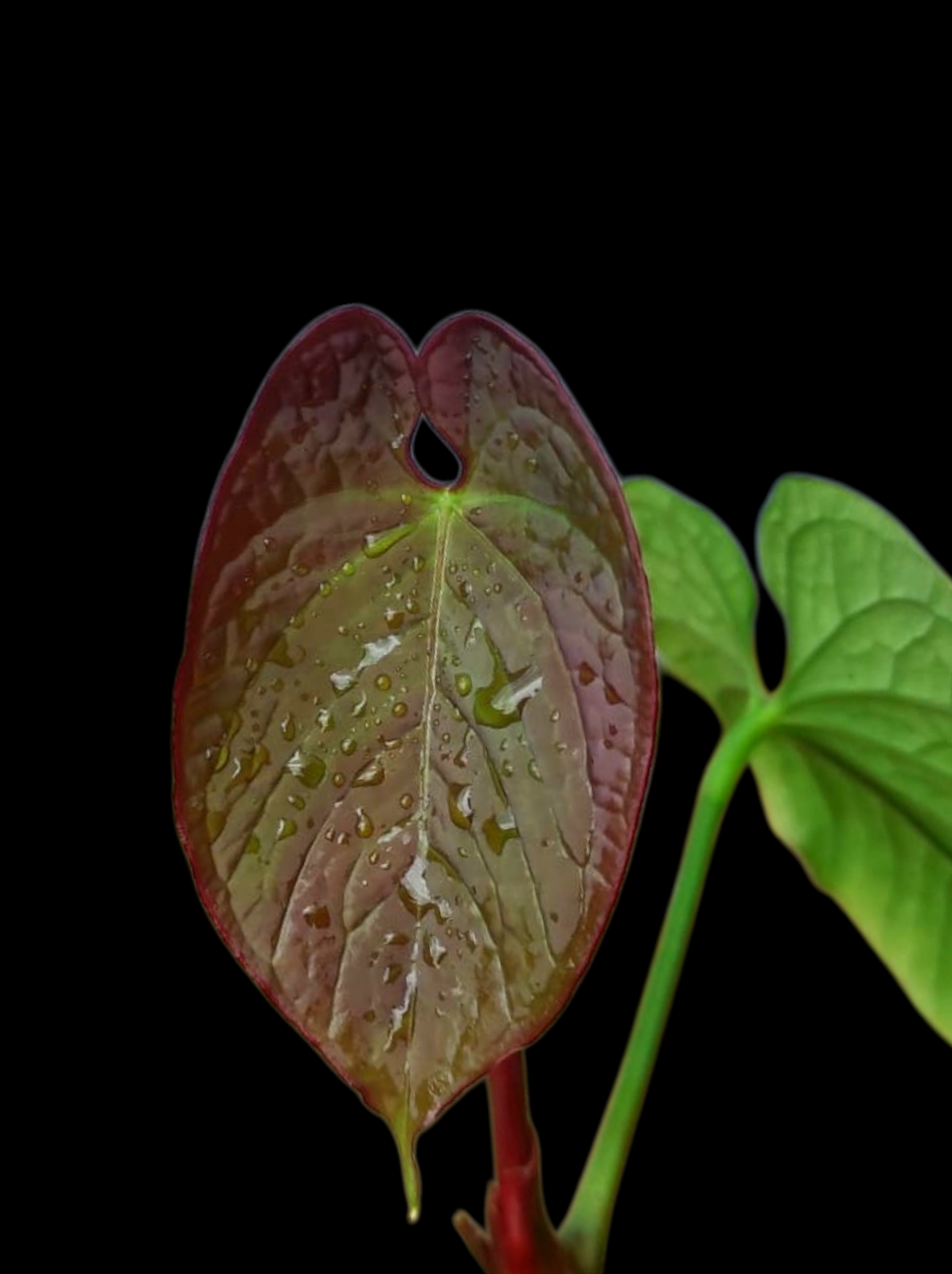 (Copia) Anthurium Sp. 'Purple' with 2 Leaves (EXACT PLANT)