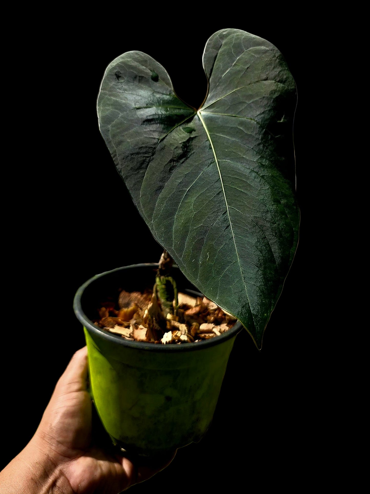 Anthurium sp. 'Huanuco Dark Velvet' Wild Ecotype (EXACT PLANT)