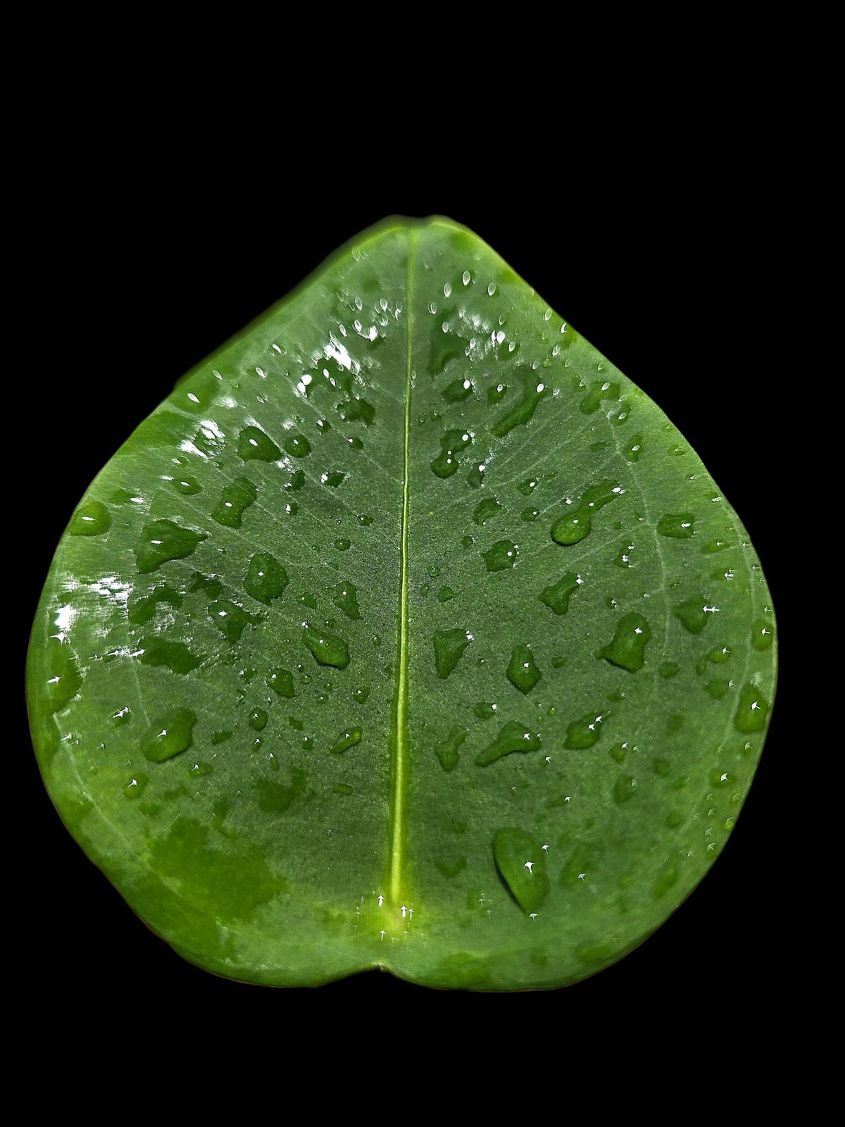 Anthurium Peltigerum 'Turtle Shell' (EXACT PLANT)