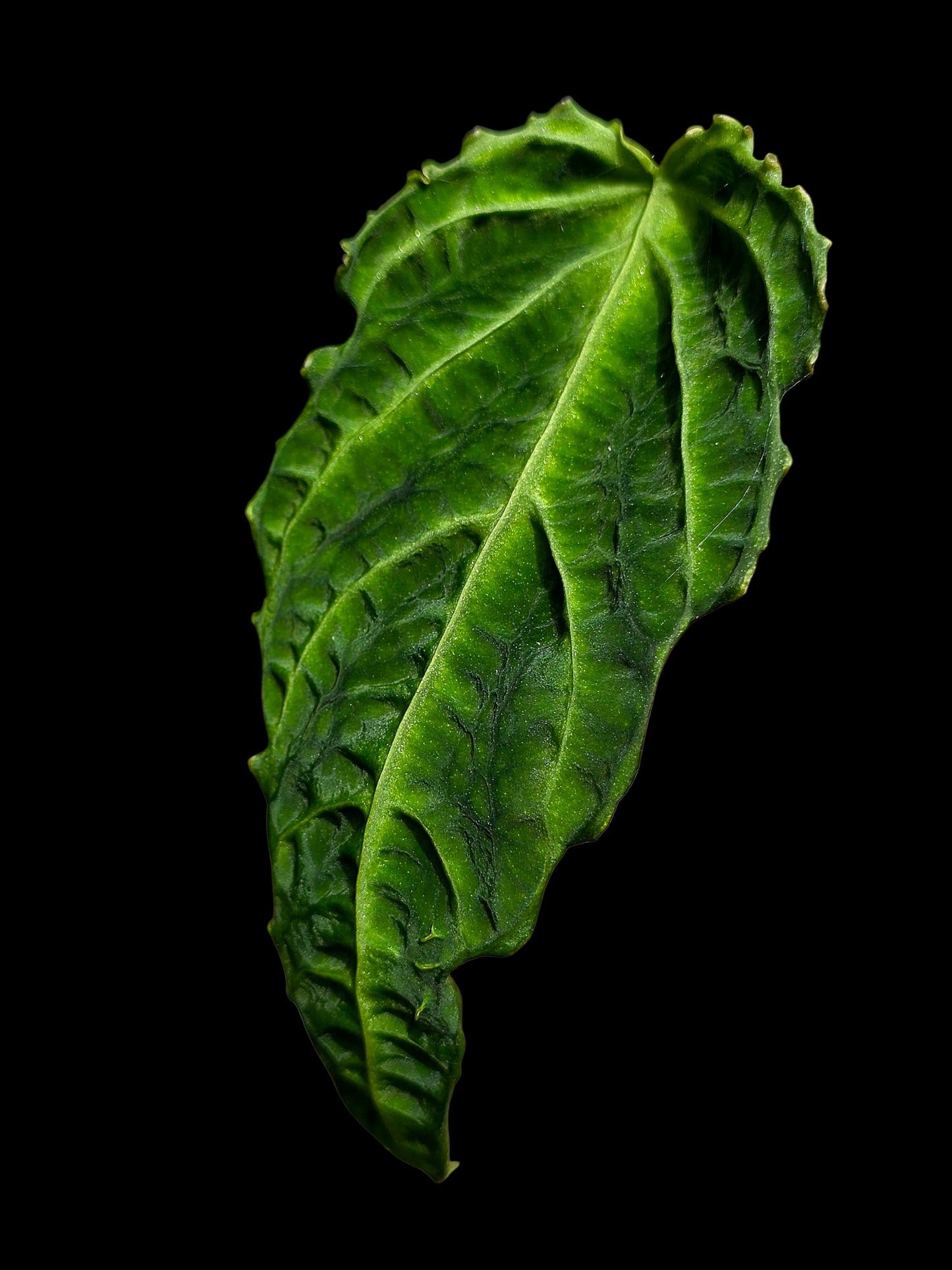 Anthurium sp. 'Andinum Lattice Crispus' Metamorphosis Phenotype (EXACT PLANT)