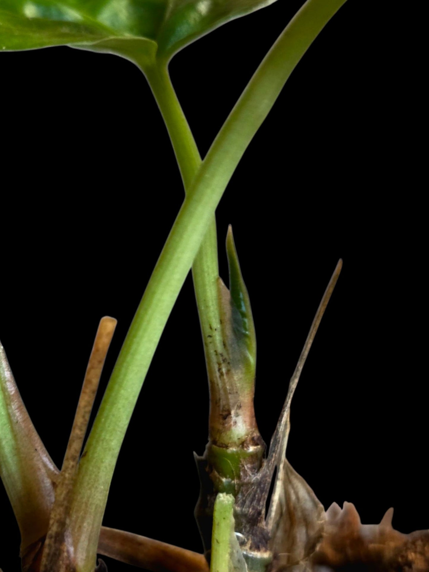 Anthurium Debilis  (EXACT PLANT)