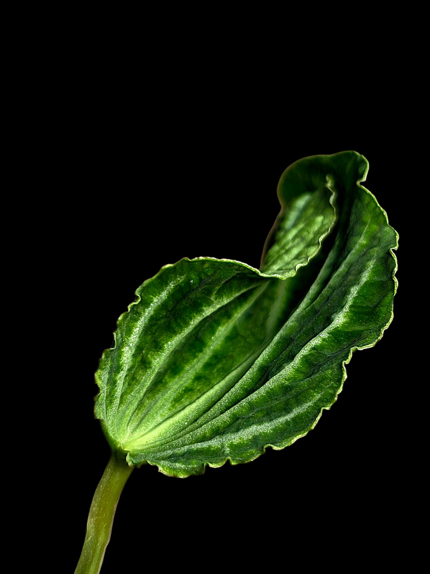 Anthurium sp. 'Andinum Lattice Crispus' Metamorphosis Phenotype (EXACT PLANT)