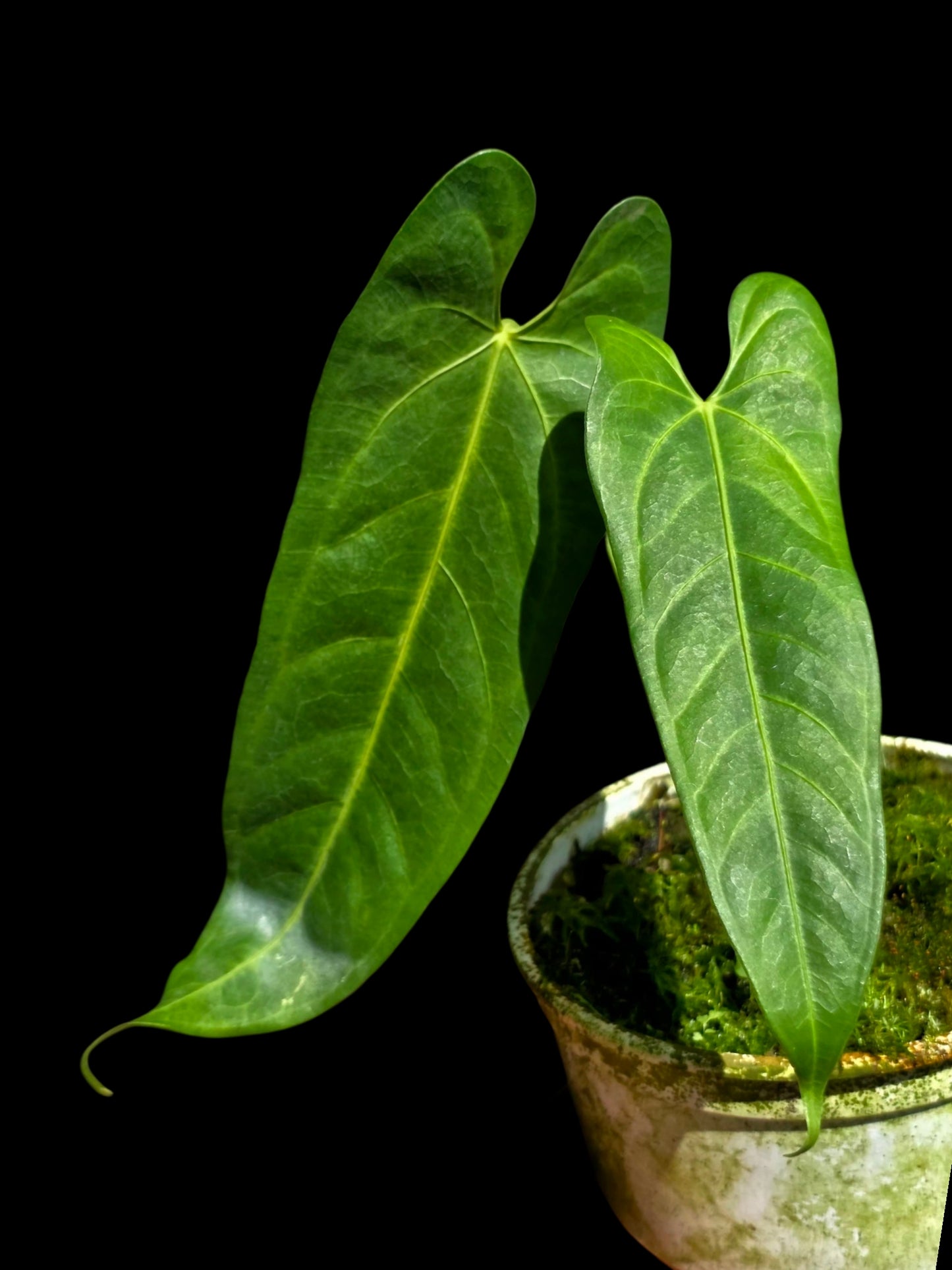 Anthurium sp. 'Verdesino' Wild Ecotype (EXACT PLANT)