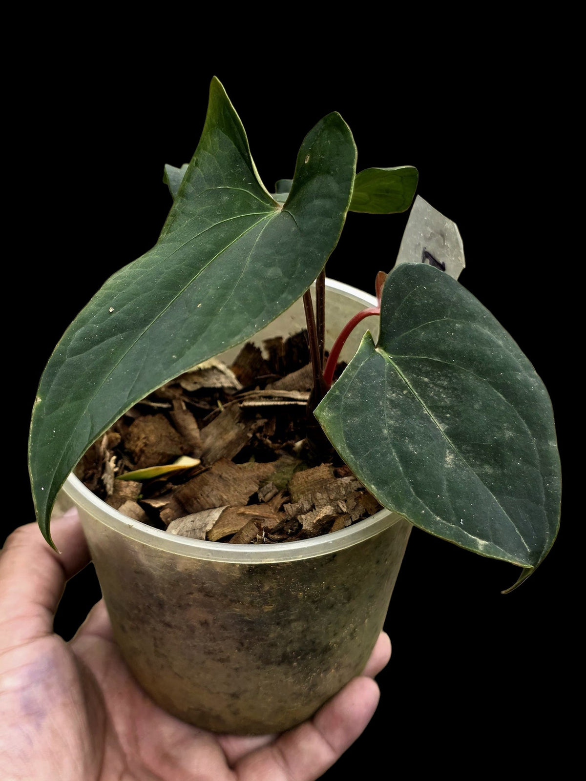 Anthurium sp. 'Huanuco Dark Velvet' Wild Ecotype (EXACT PLANT)