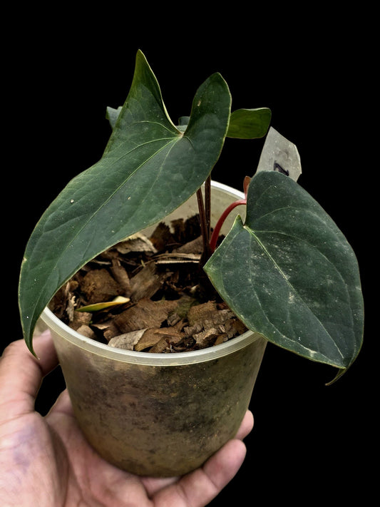 Anthurium sp. 'Huanuco Dark Velvet' Wild Ecotype (EXACT PLANT)