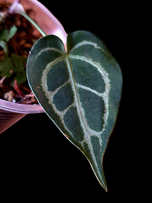 Anthurium Crystallinum X Forgetii (EXACT PLANT)