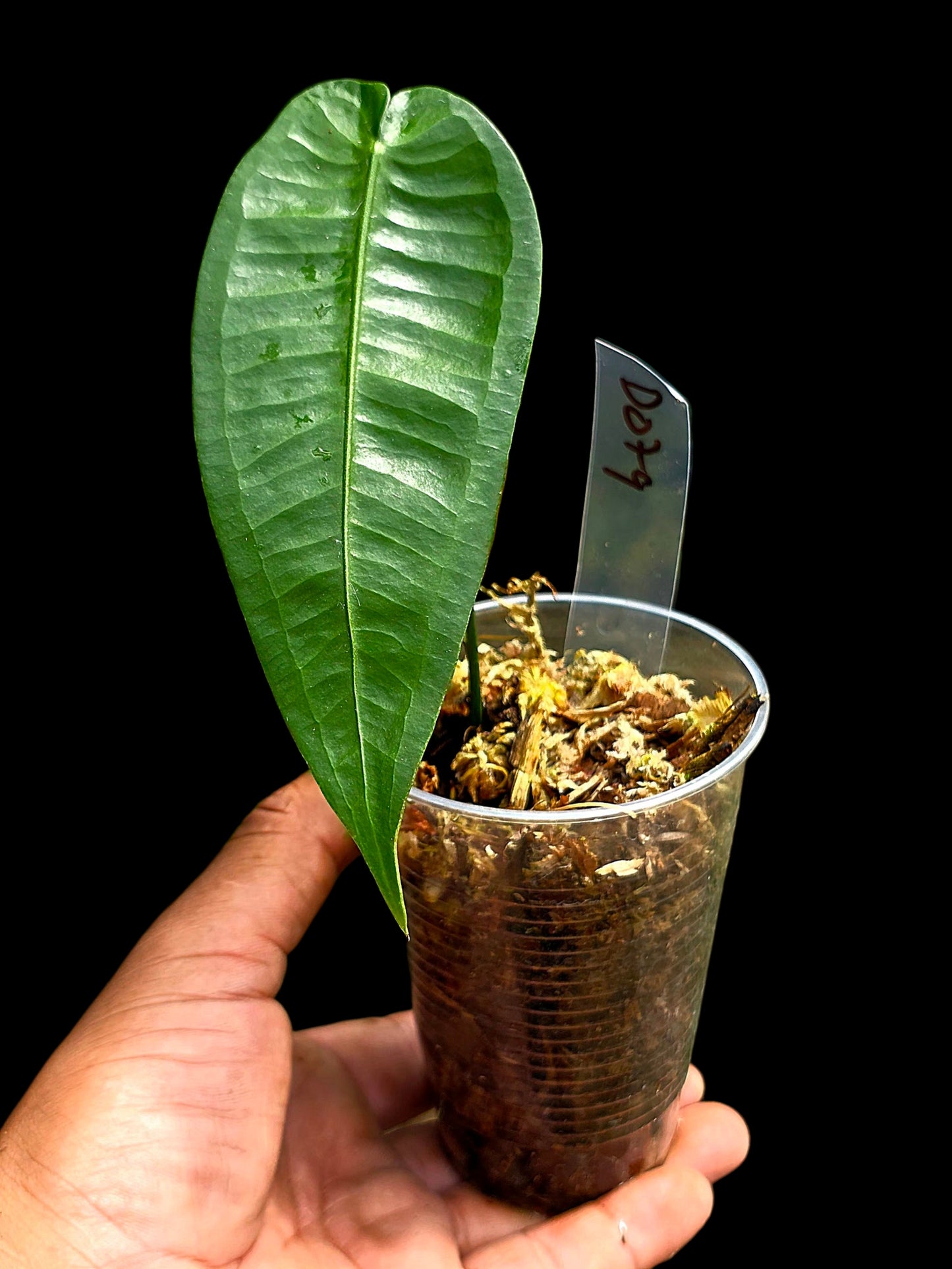 Anthurium Timplowmani Wild Ecotype (EXACT PLANT)
