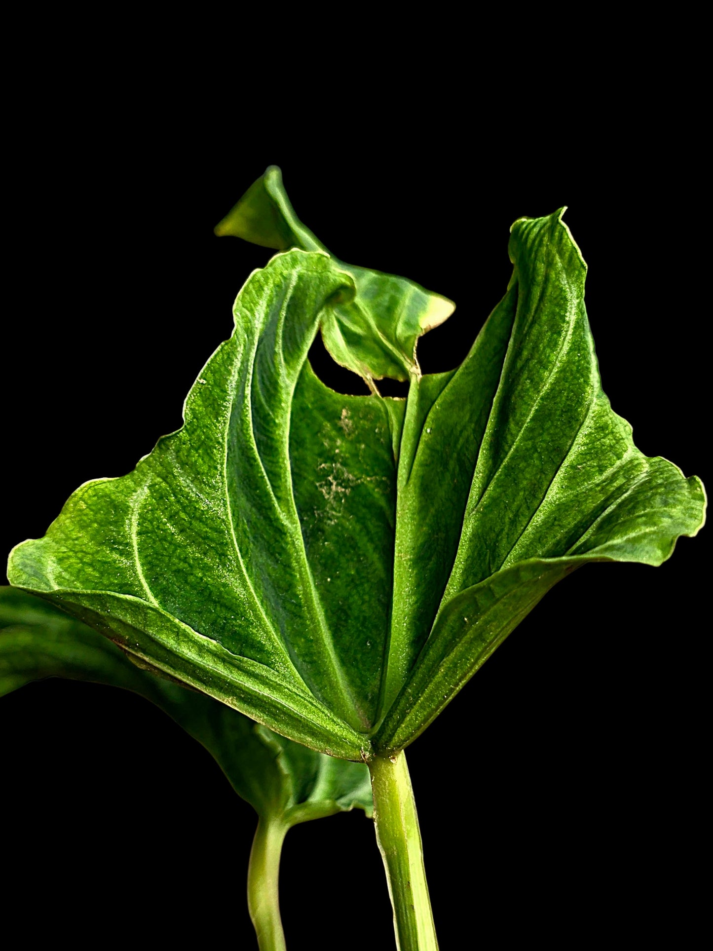 Anthurium sp. 'Andinum Lattice Crispus' Metamorphosis Phenotype (EXACT PLANT)