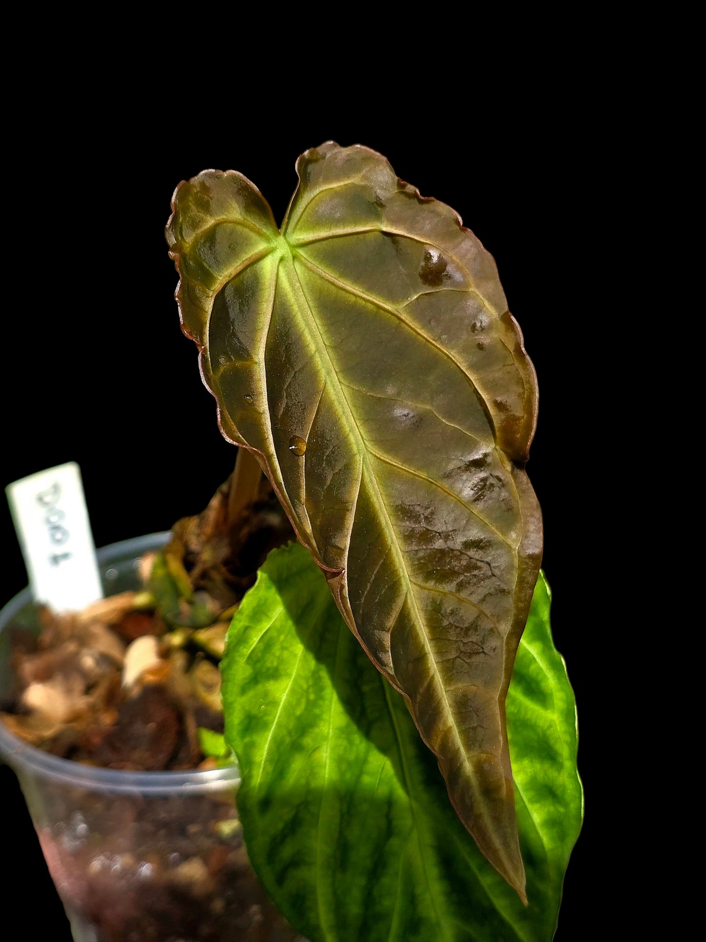 Anthurium sp. 'Andinum Lattice Crispus' Metamorphosis Phenotype (EXACT PLANT)