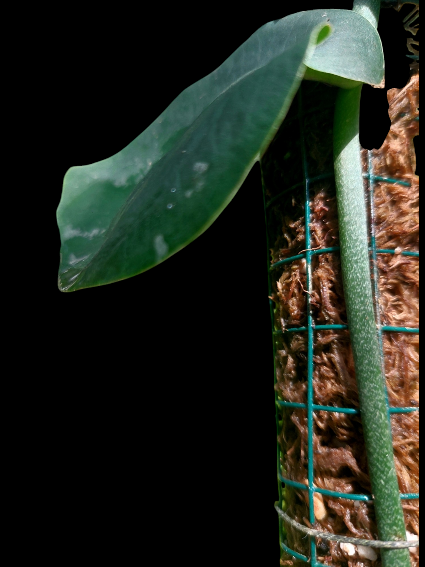 Monstera Dubia 'Dark Form'