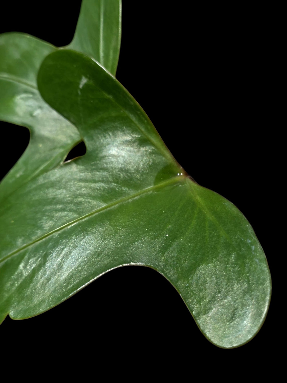 Anthurium sp. 'Tridentatum' (EXACT PLANT)