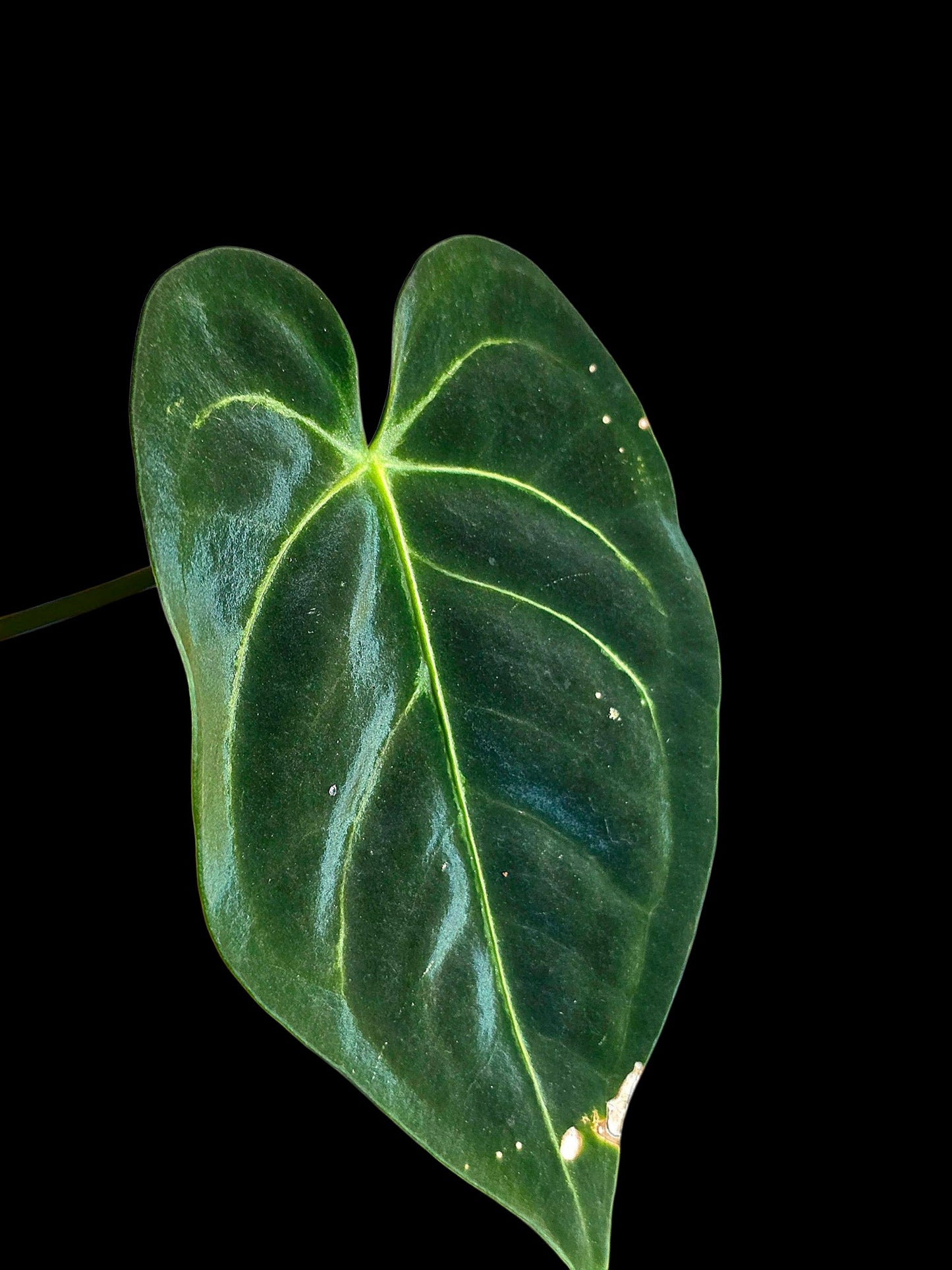Anthurium Regale 'Blue Velvet' (EXACT PLANT)