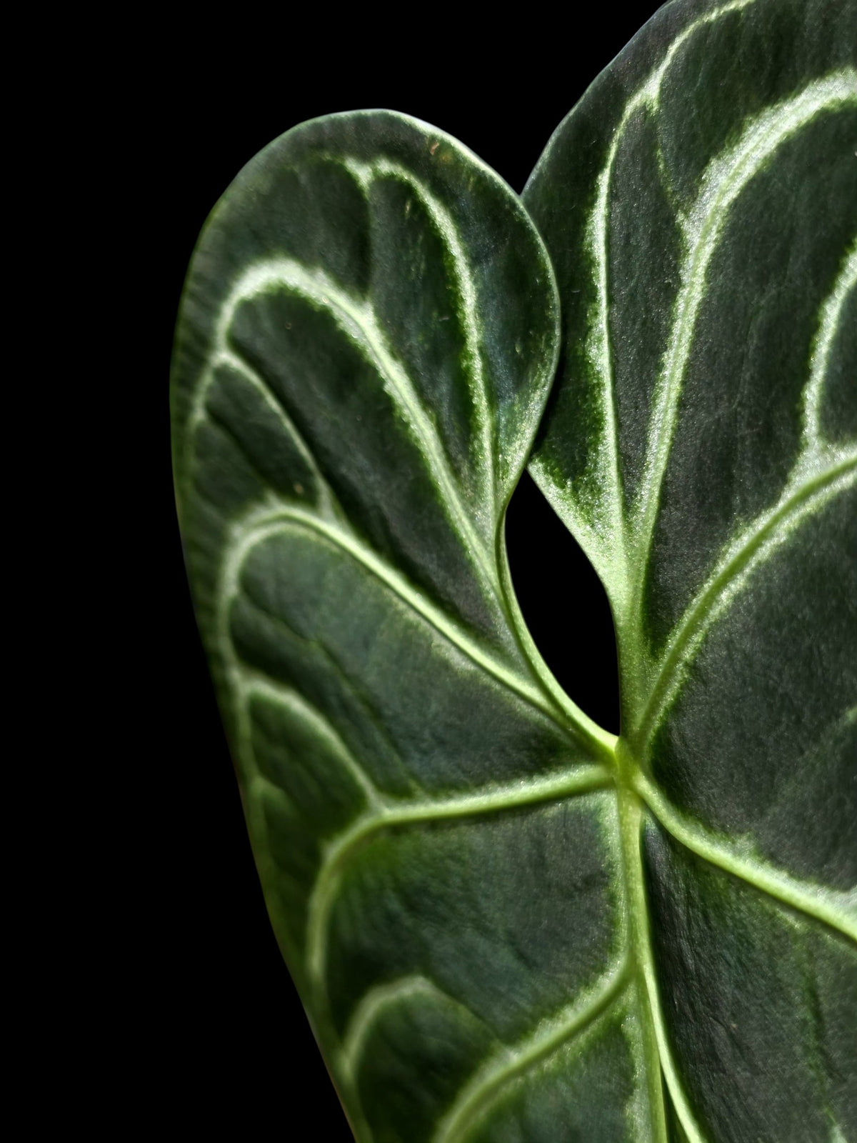 Anthurium Regale White Stripes (EXACT PLANT)