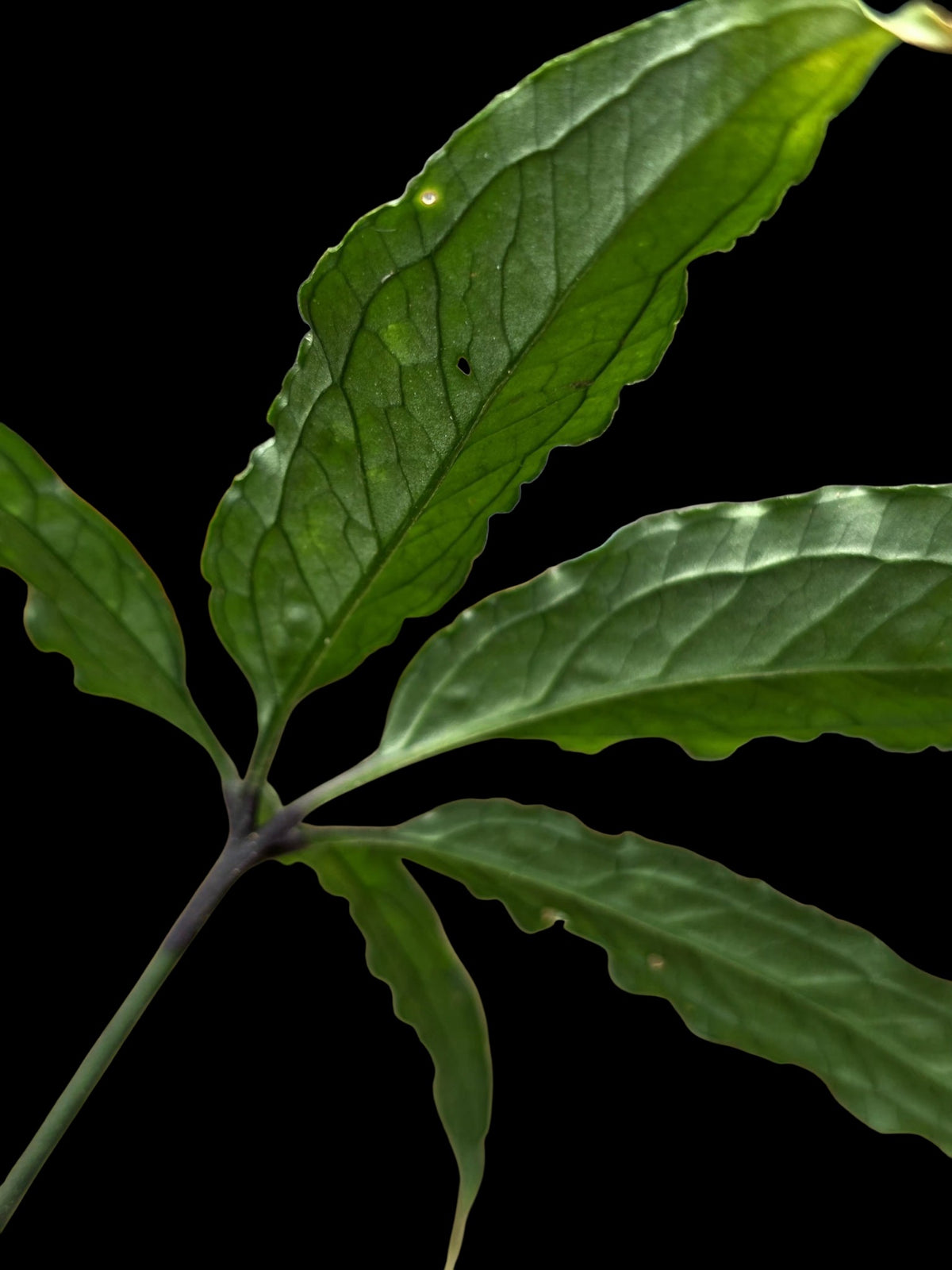 Anthurium sp. 'Abiseo Silver Fingers' (EXACT PLANT) (copia)
