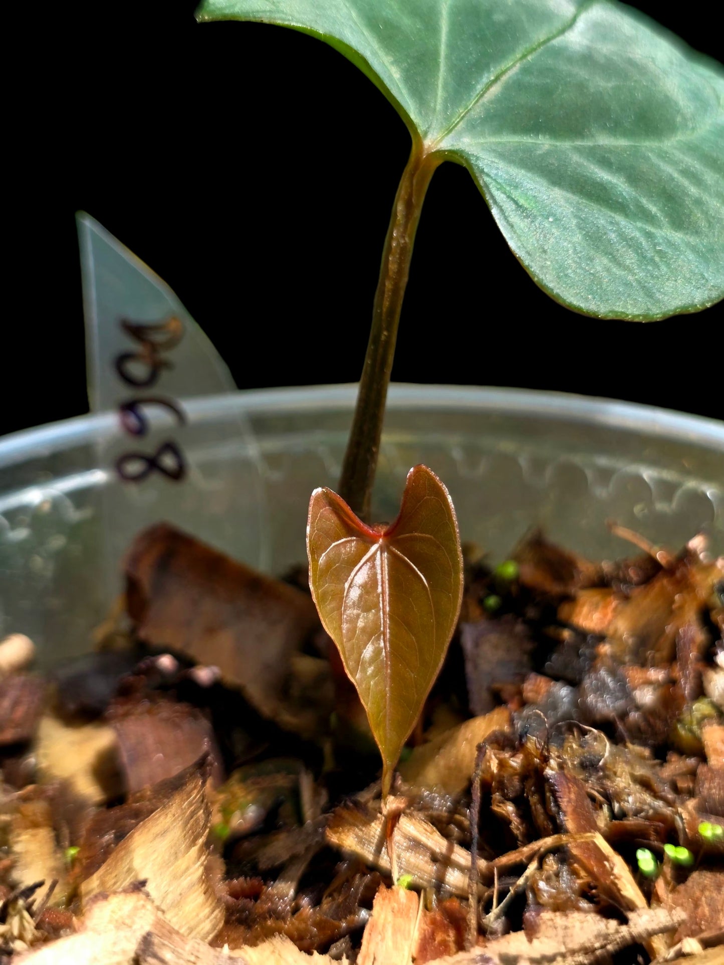 Anthurium sp. 'Huanuco Velvet' (EXACT PLANT)