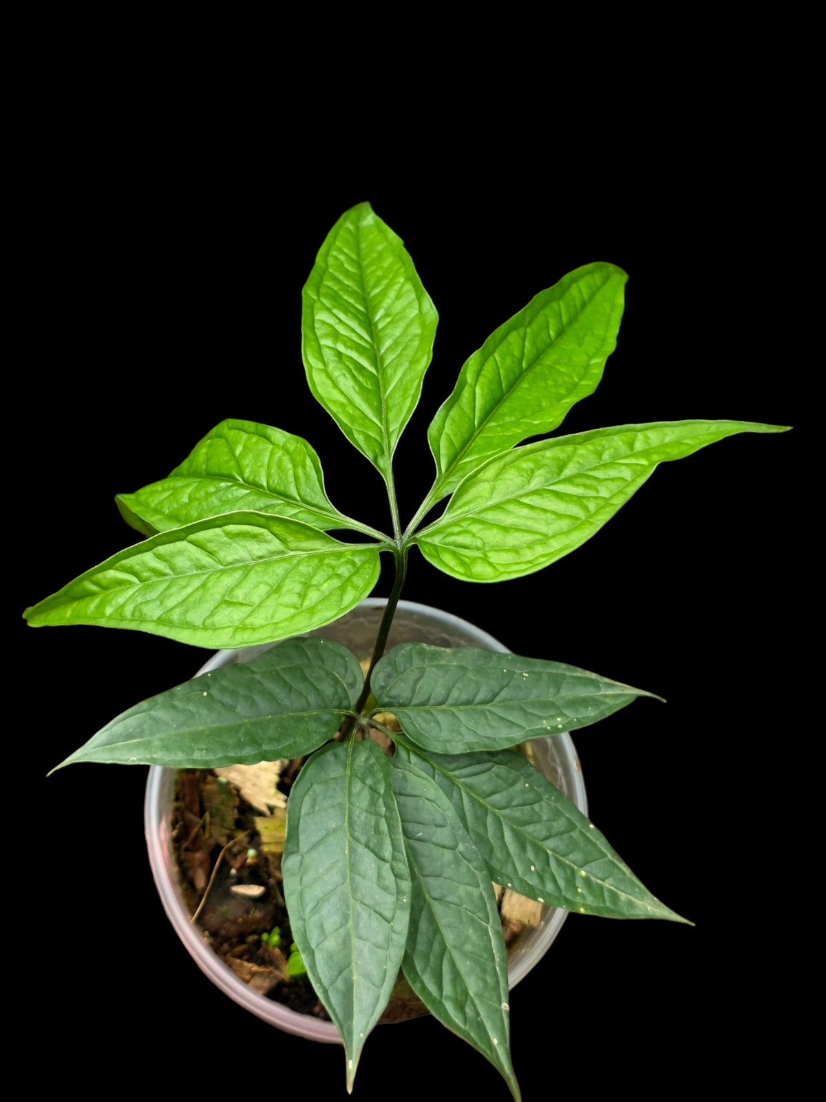 Anthurium sp. 'Abiseo Silver Fingers' (EXACT PLANT)