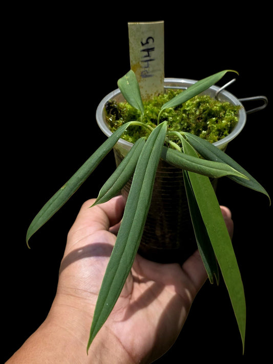 Anthurium Ceronii (EXACT PLANT)