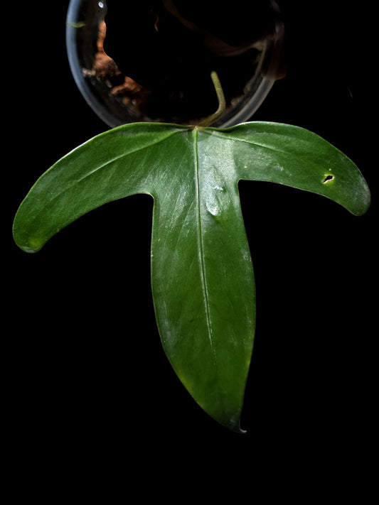 Anthurium sp. 'Tridentatum' (EXACT PLANT)