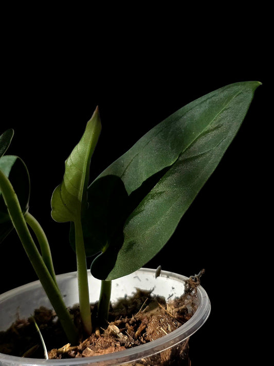 Anthurium Pulcachense Dark (EXACT PLANT)