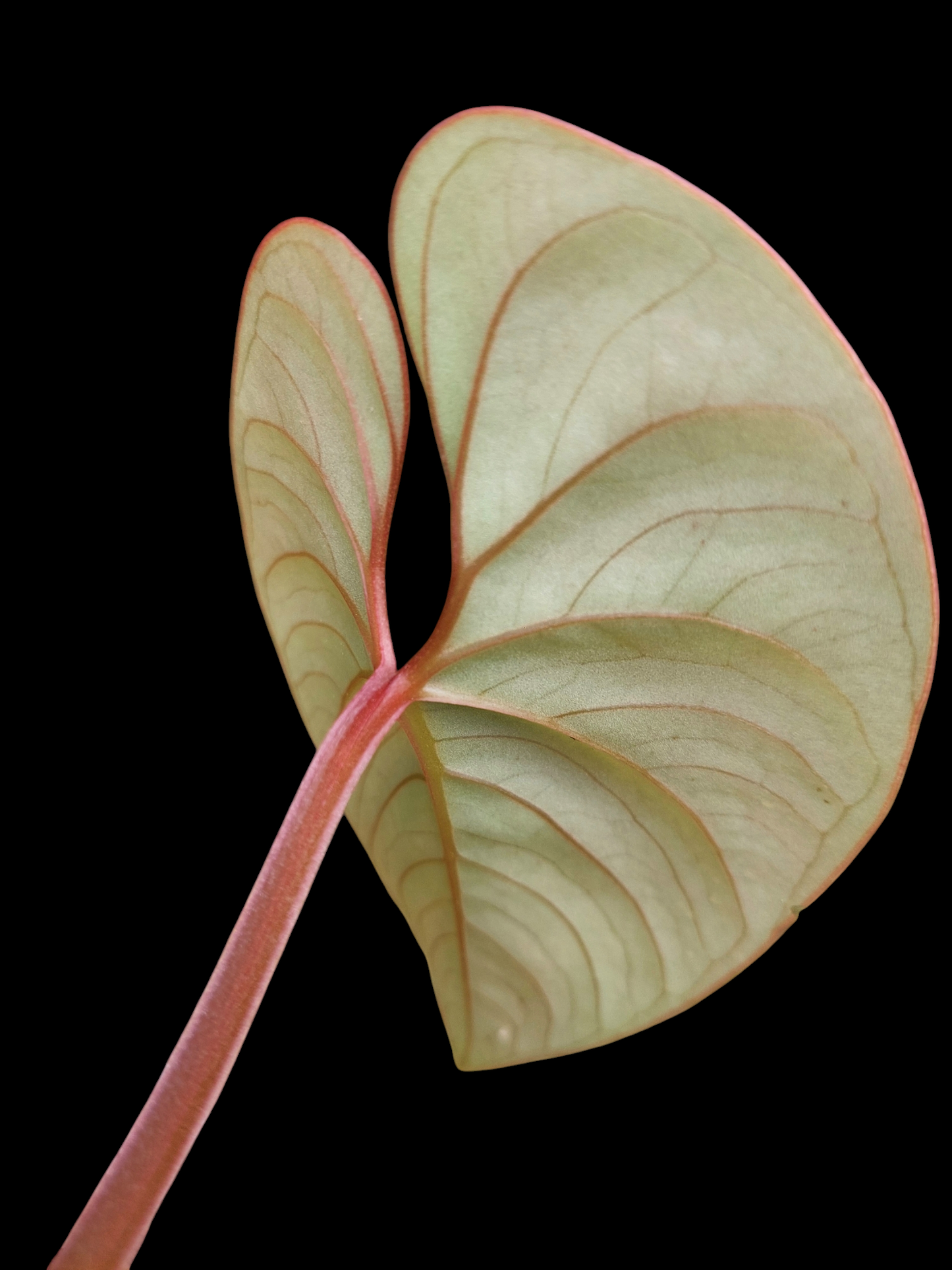 Anthurium sp. "Silver Peru" Rose Gold (EXACT PLANT)