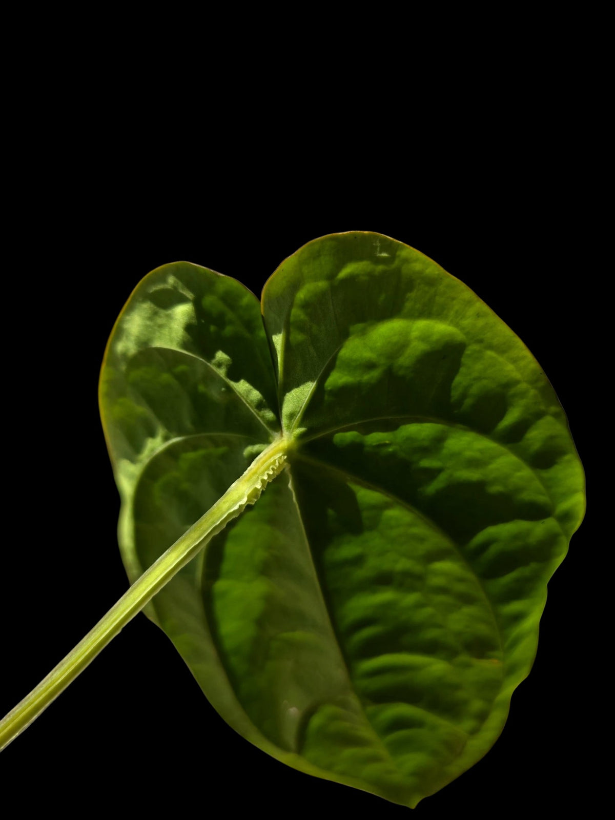 Anthurium Dressleri 'Rio Guanche' Wild Ecotype (EXACT PLANT)