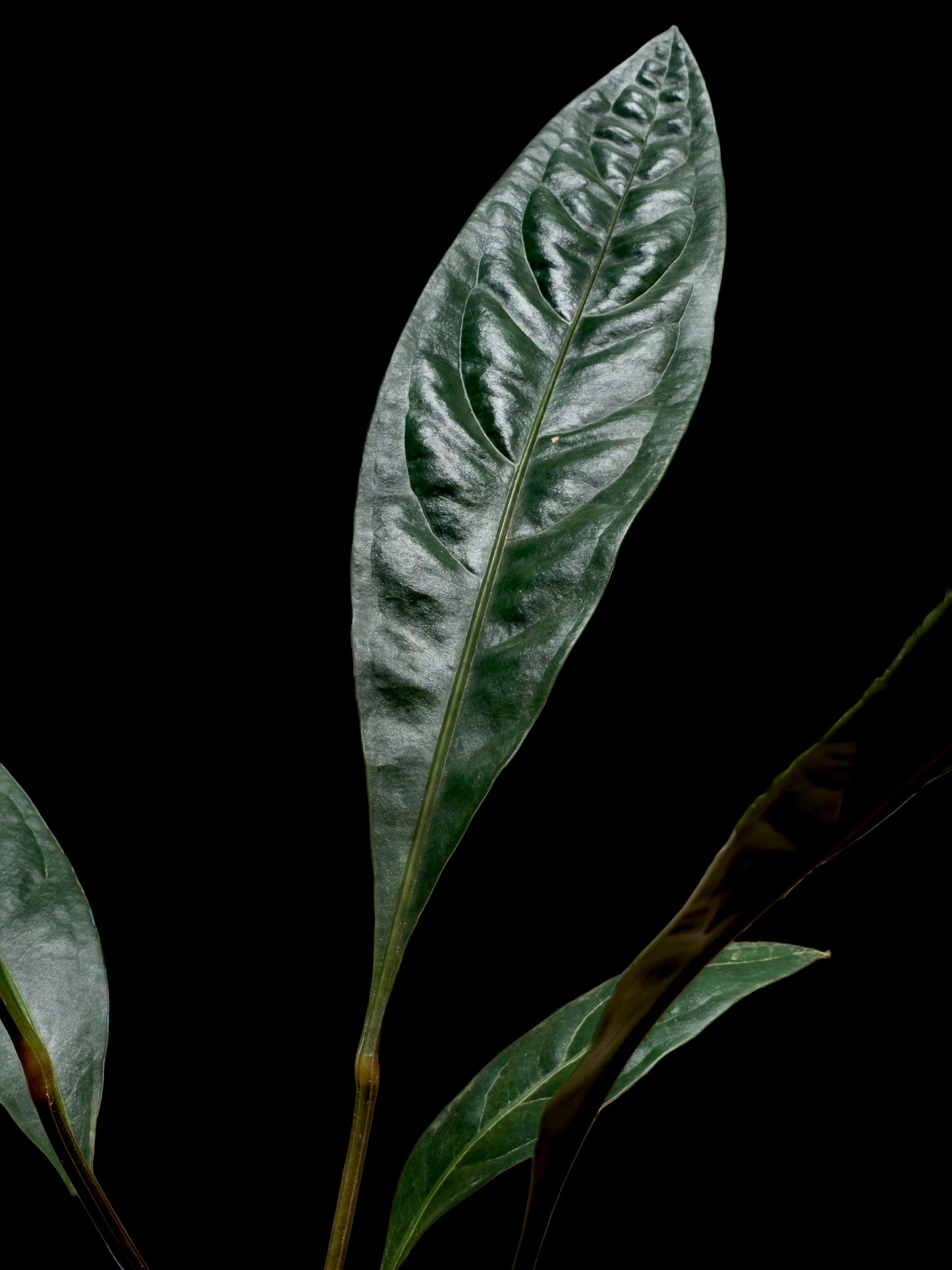 Anthurium Superbum subsp. Brentberlinii Croat (EXACT PLANT)