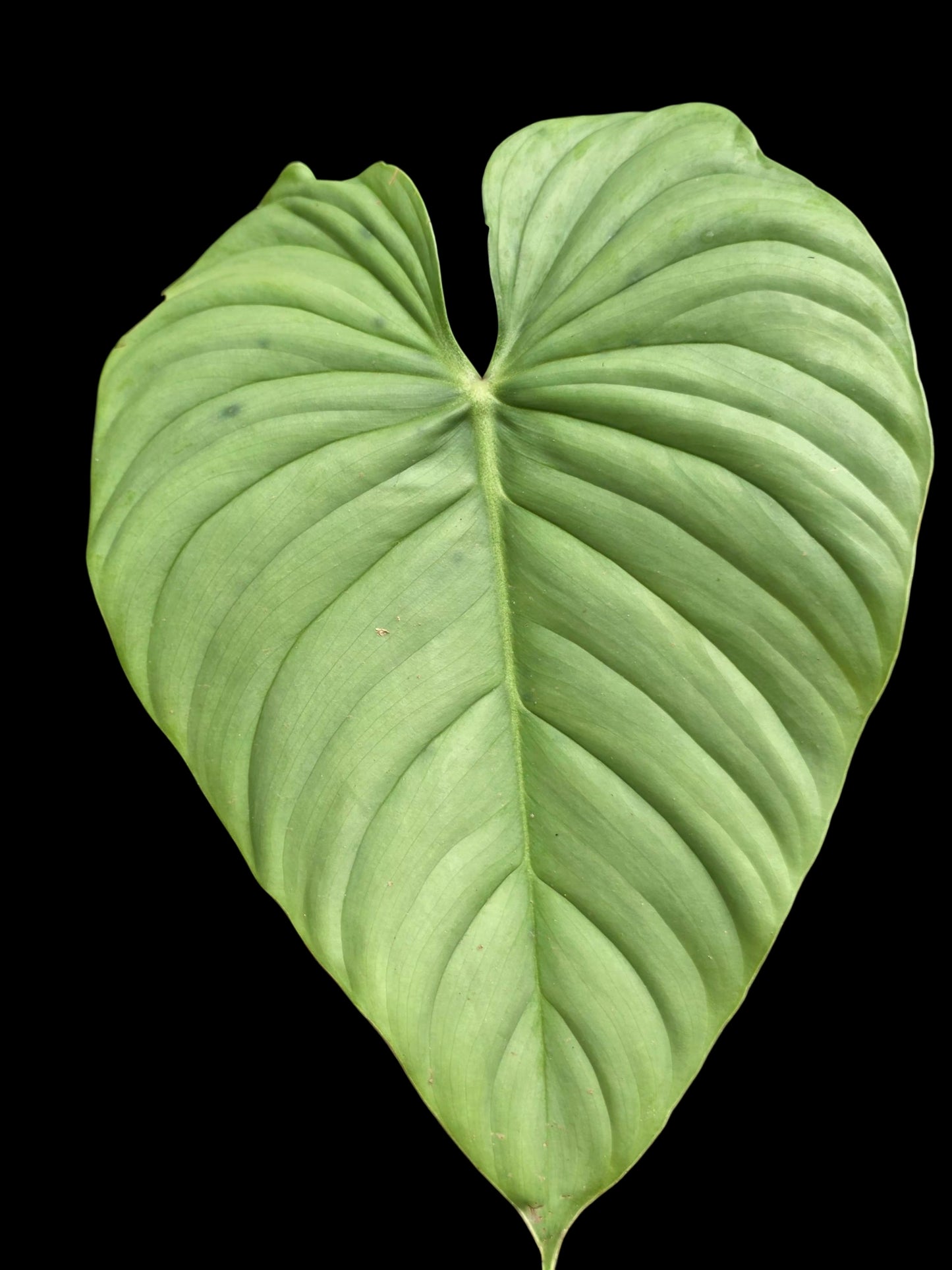 Philodendron sp. 'Silver Angel' (EXACT PLANT)