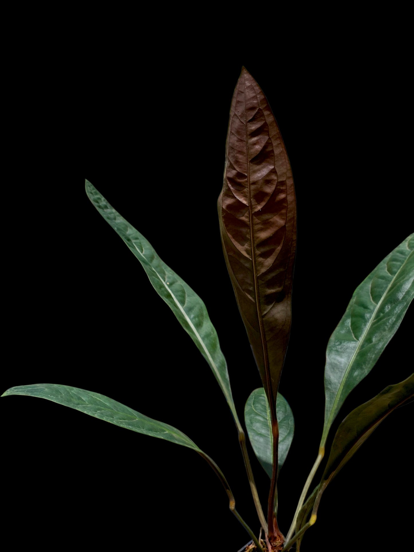 Anthurium Superbum subsp. Brentberlinii Croat (EXACT PLANT)