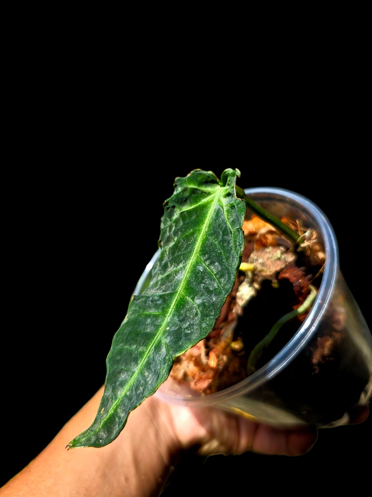 Anthurium sp. 'Andinum Lattice Crispus' Metamorphosis Phenotype (EXACT PLANT)