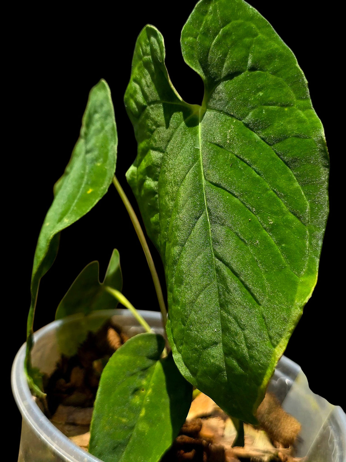 Anthurium sp. 'Purple Velvet' Bullate Leaves (EXACT PLANT)