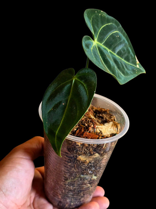 Anthurium Regale 'Blue Velvet' (EXACT PLANT)