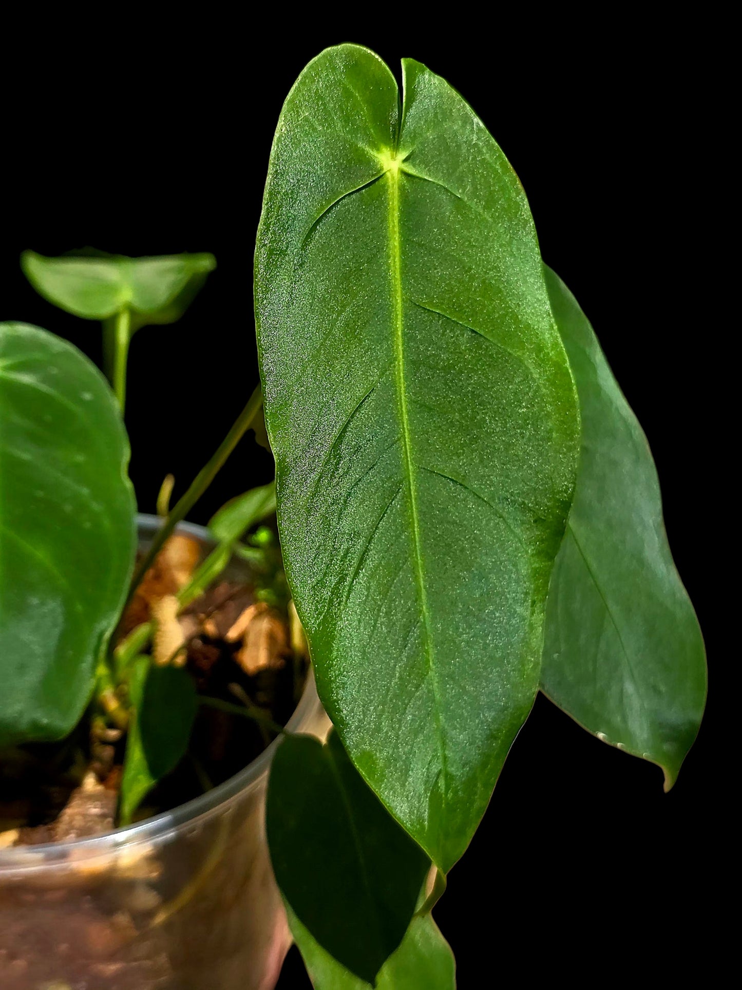 Anthurium Queremalense (EXACT PLANT)