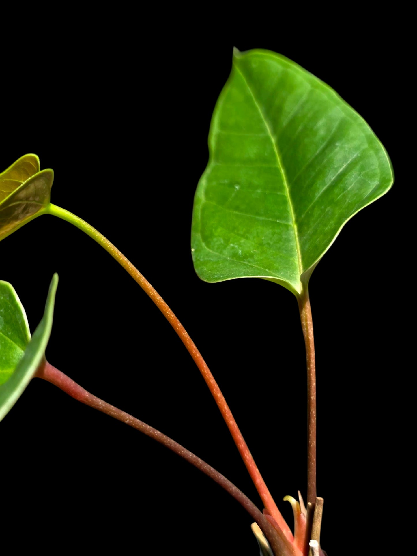 Anthurium Flavolineatum Wild Ecotype (EXACT PLANT)