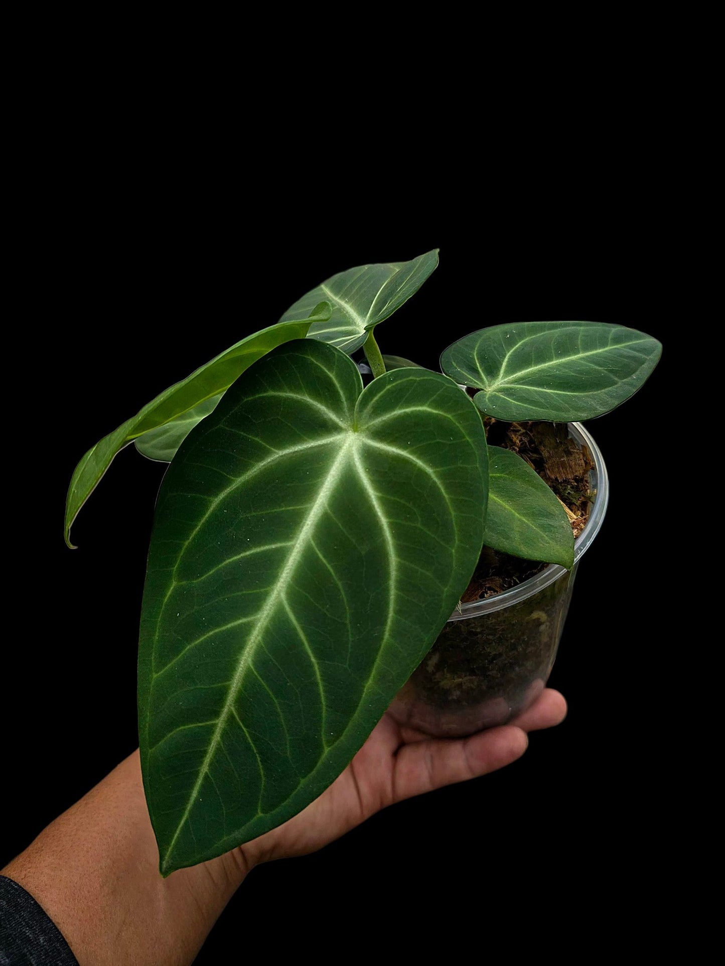 Anthurium Villenaorum with 9 Leaves (EXACT PLANT)