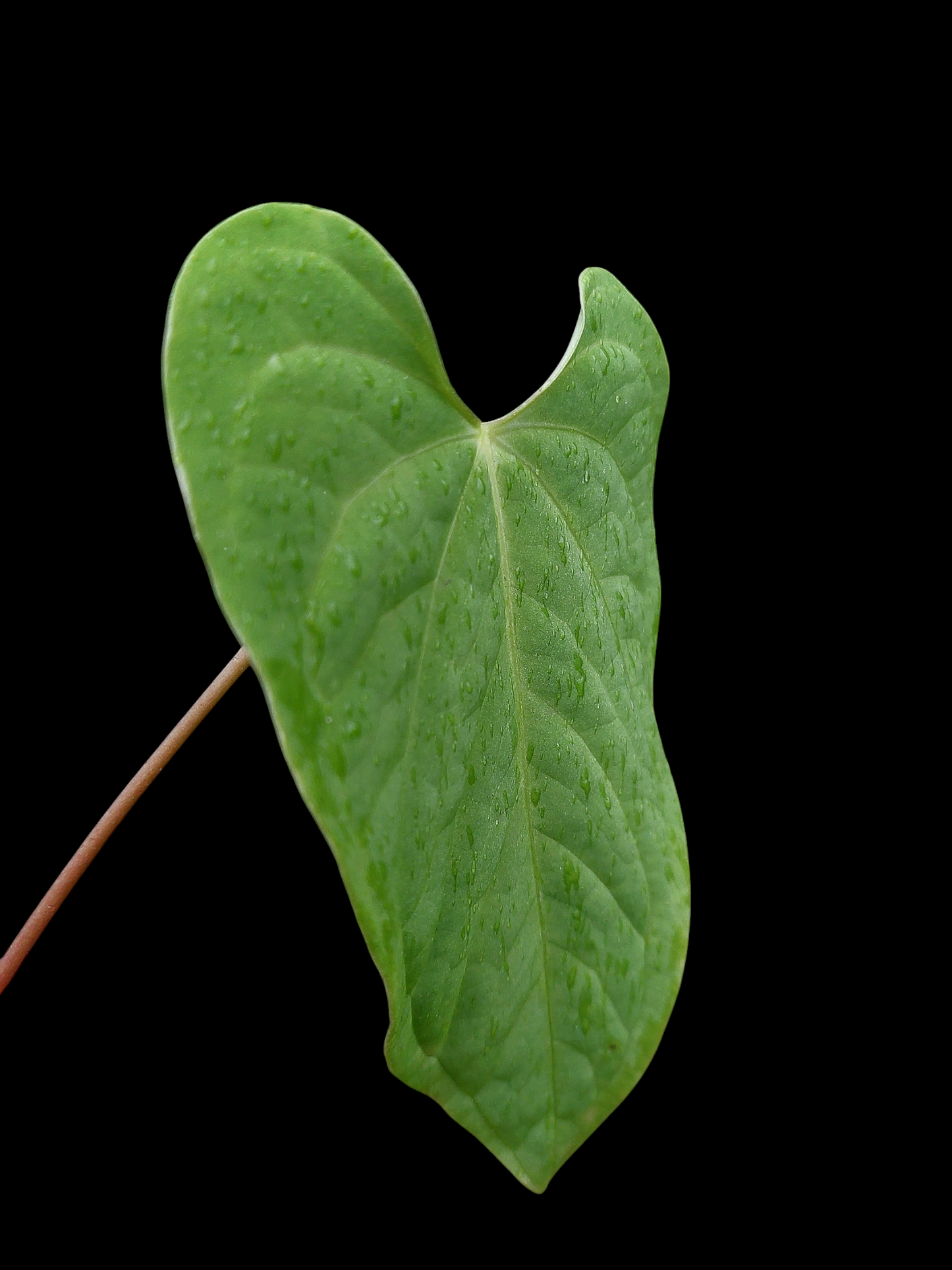 Anthurium sp. "Tarapoto Velvet" Wild Ecotype (EXACT PLANT)